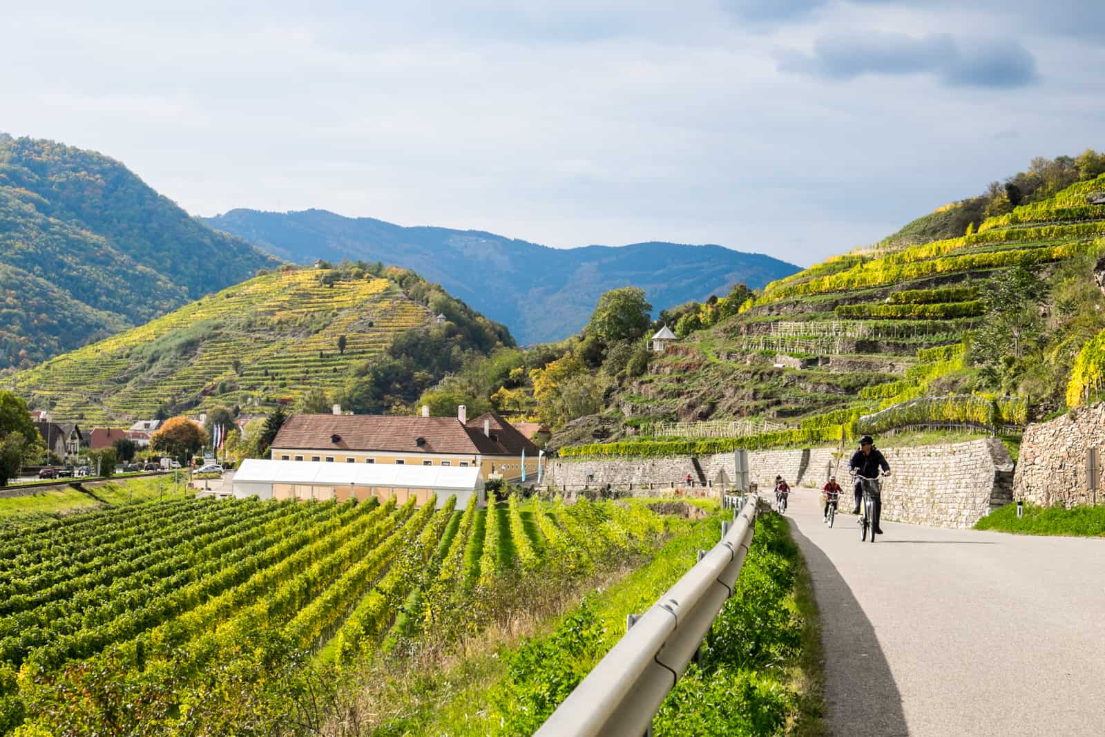 A man and two children cycle past bright green rows of wine vines on the Danube Bike Path in Wachau Austria