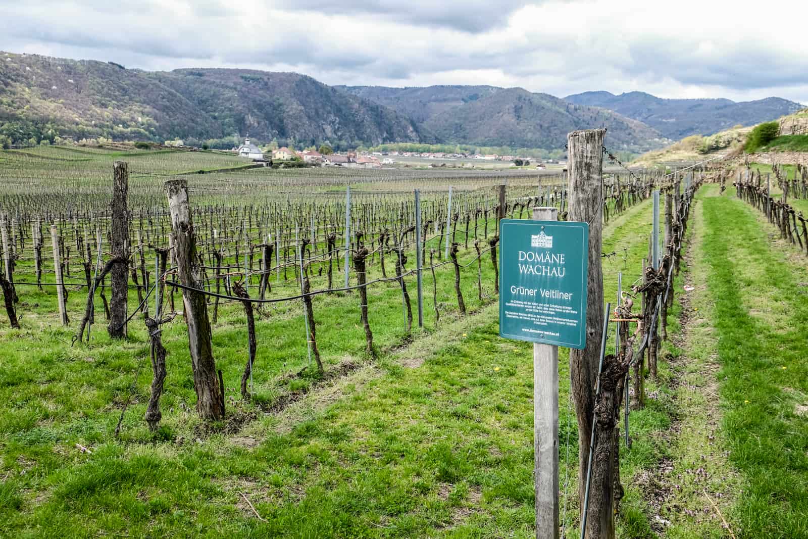 A sign highlighting the Domäne Wachau winery Grüner Veltiner grapes are growing on these rows of wooden vines where sticks are standing in the bright green grass