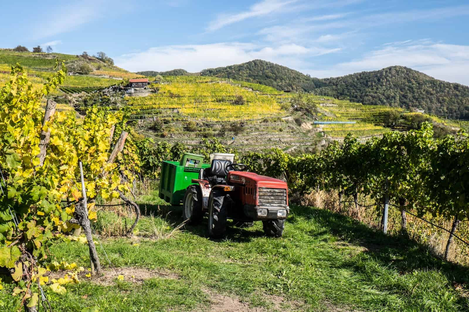 A small red tractor with a green storage box at the back sits next to a row of yellow vine leaves in a vineyard in Wachau Austria, backed by hills with terraces of other vineyards