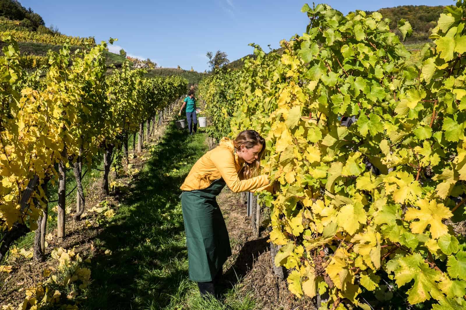 A woman in a yellow jacket and green apron picks wine grapes from yellow vine leaves in a vineyard in the Wachau Valley Austria