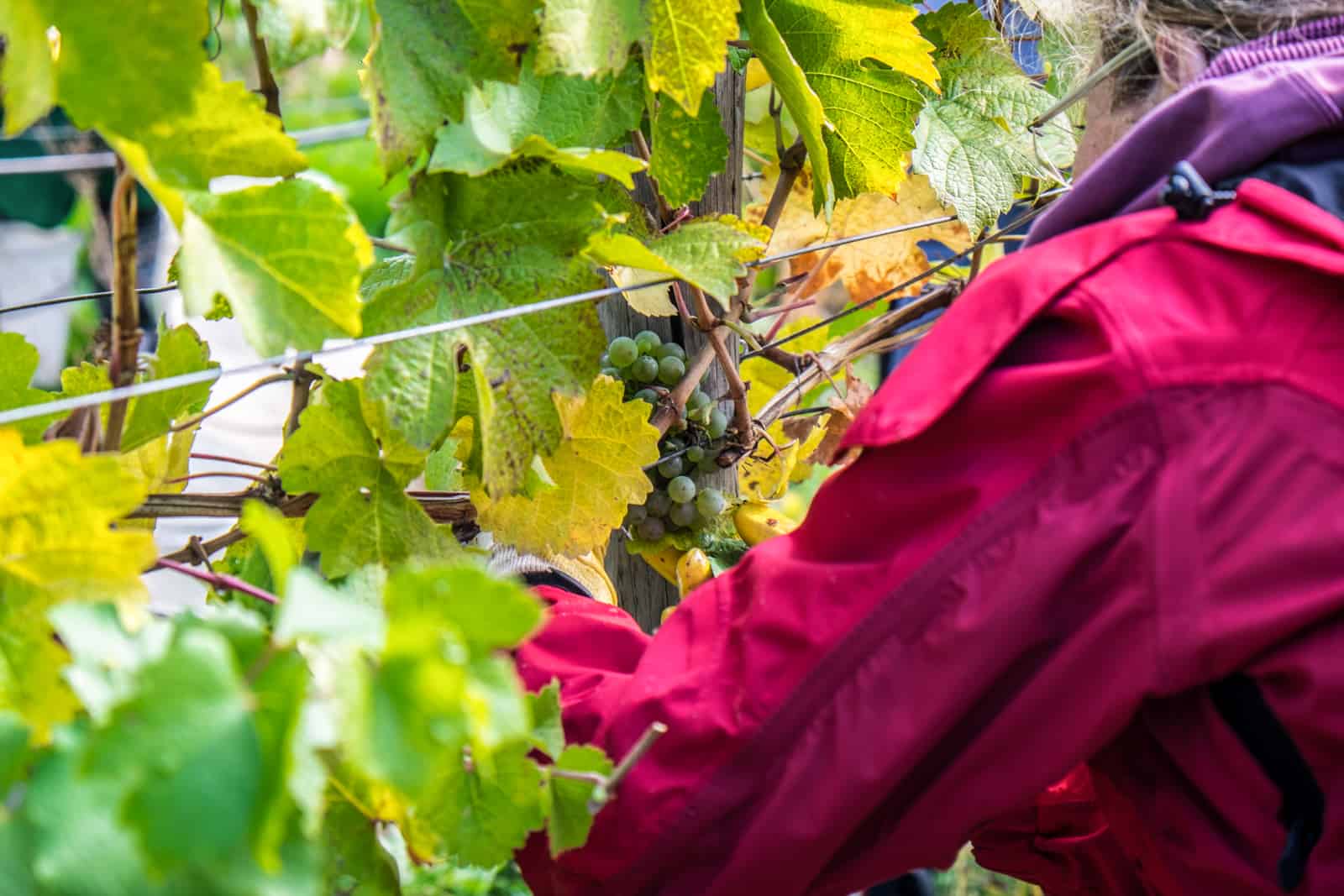A woman in a pink coat and yellow gloves picks a bunch of grapes from within the green leaves of a vine in Austria