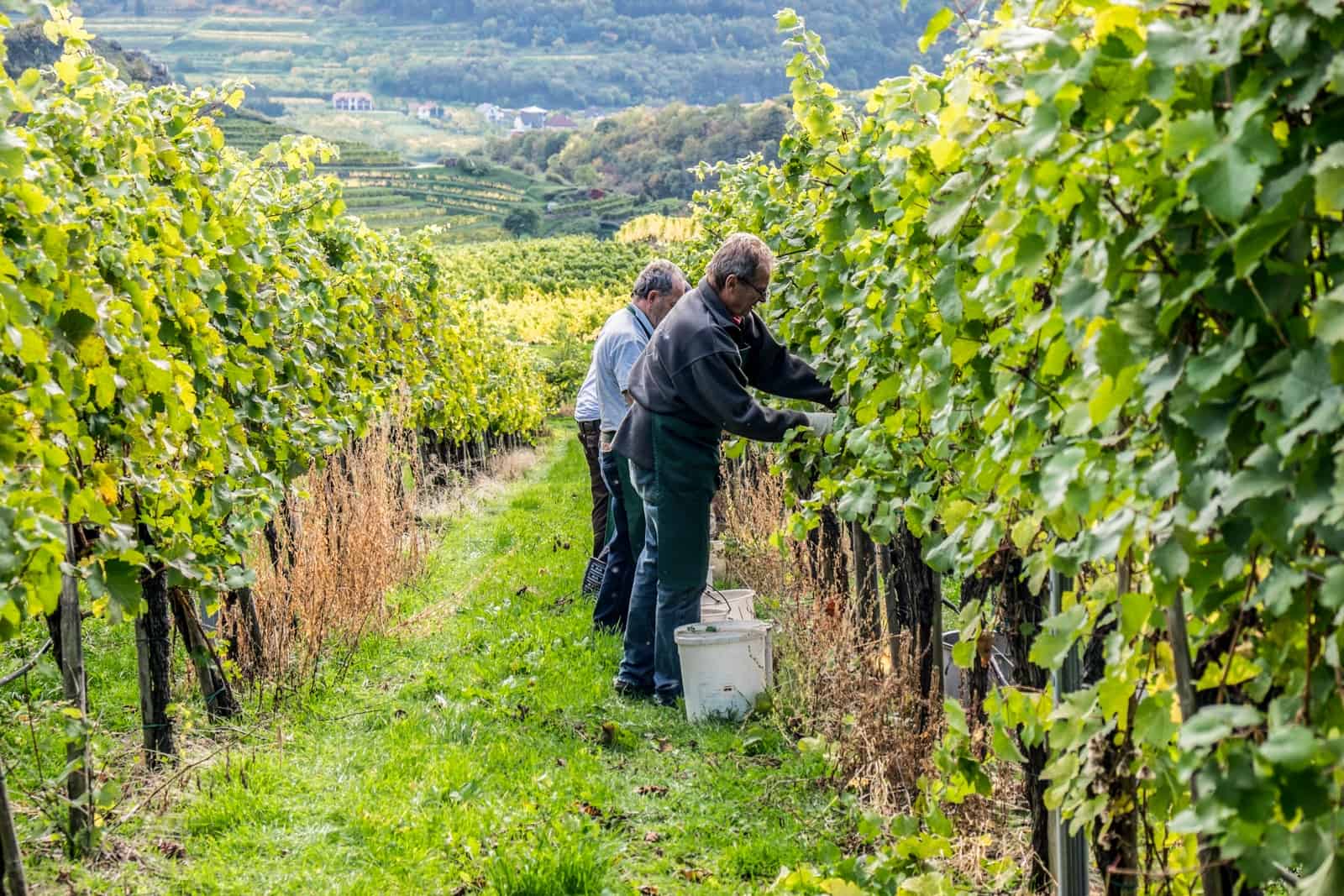 Two male grape pickers hard at work during a wine harvest season in Spitz, Austria. The vines are fully blossomed in green leaves and behind the men are the hilled terraces of vineyards that define this region.