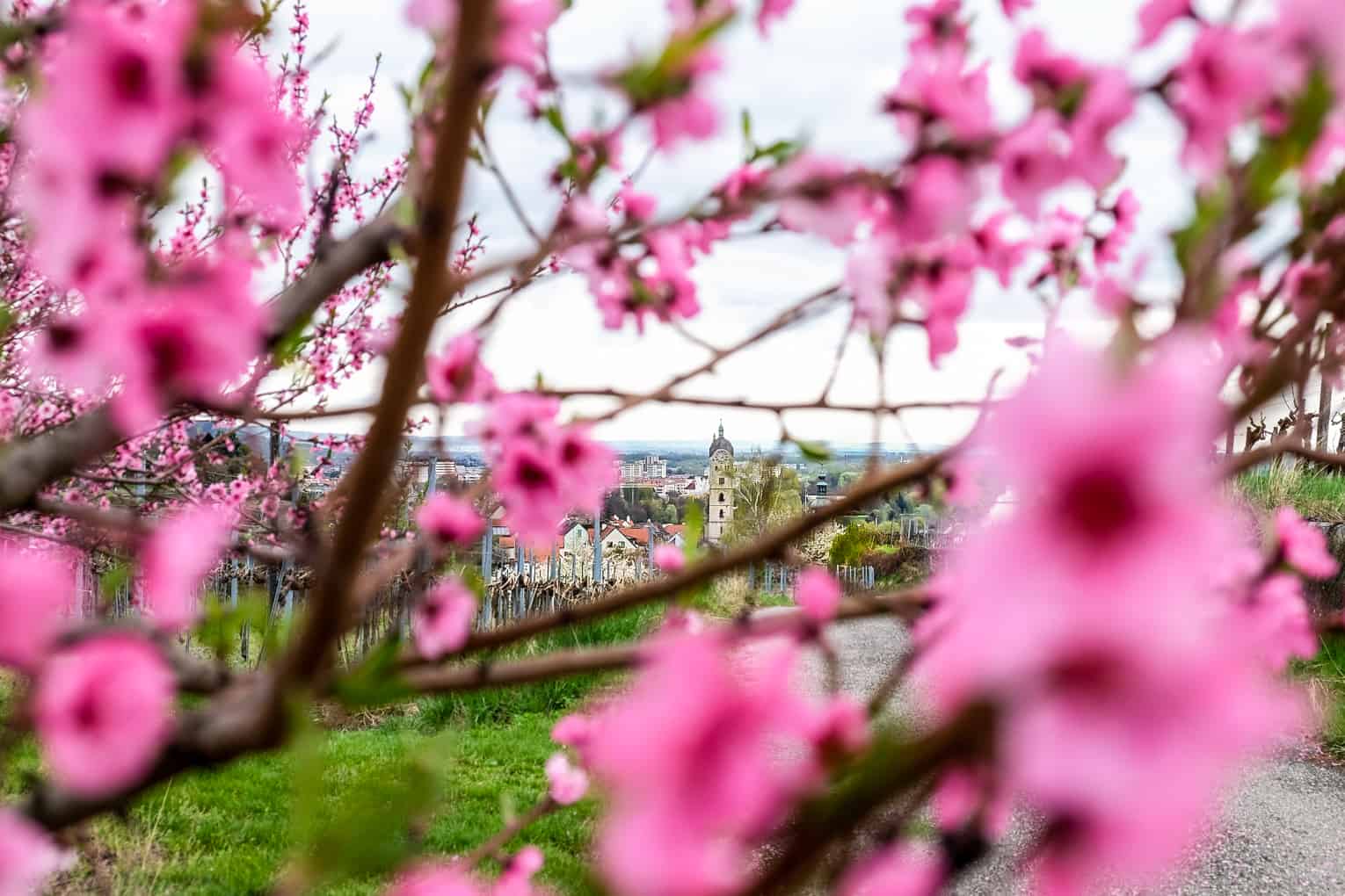 A far view to the city of Krems, Austria through some bright pink flower blossoms in a vineyard