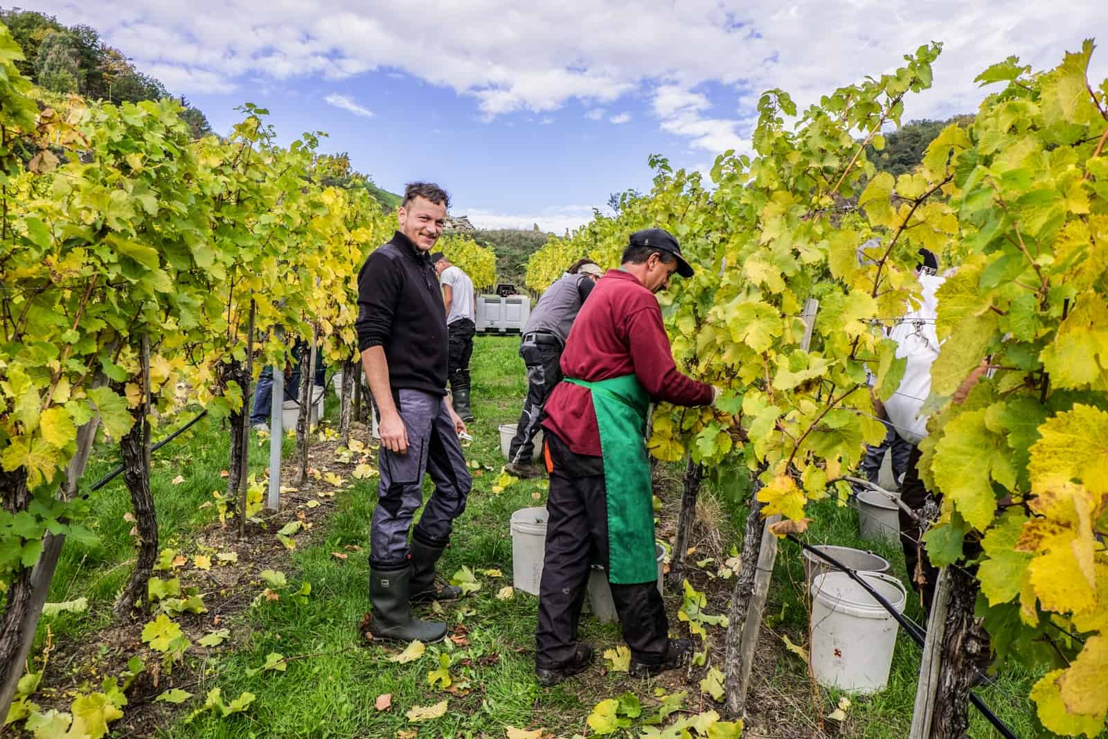 Karl Lagler, owner of Lagners Vineyard in Spitz oversees volunteers at a grape harvest in the green and yellow vine rows