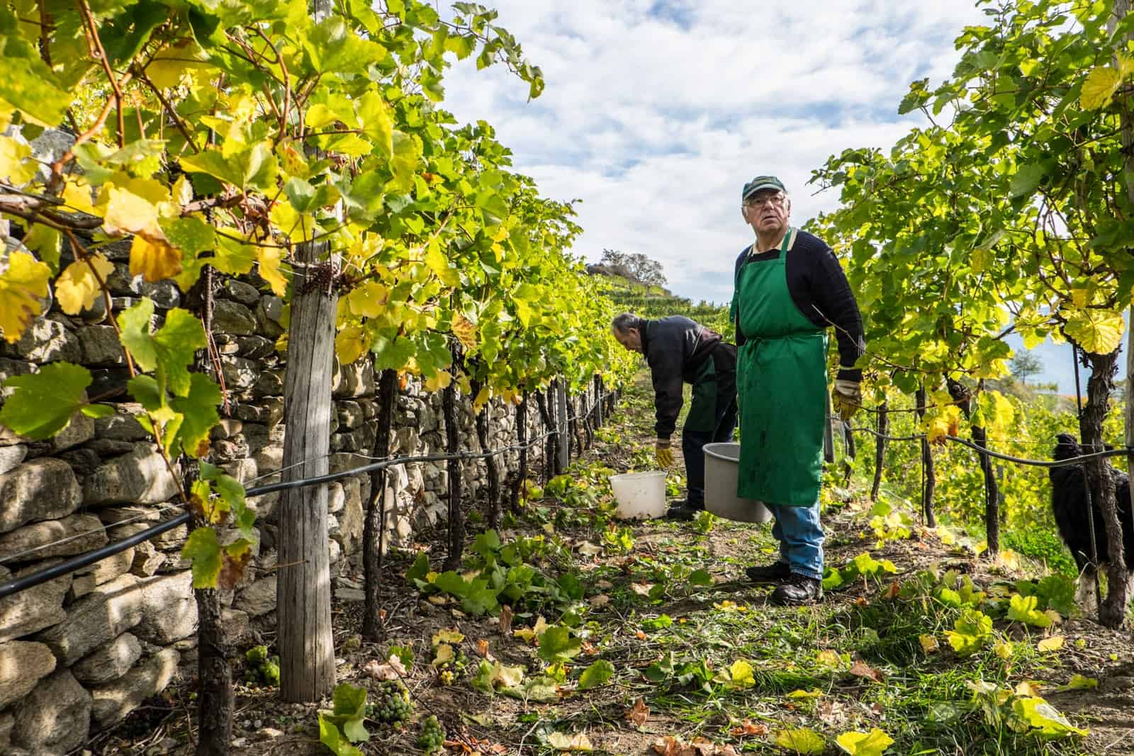 A man in a green apron stands in a vine row in the Wachau Valley. Behind the vines withe green and yellow leaves are the stone walls that form part of the history of winemaking in the region