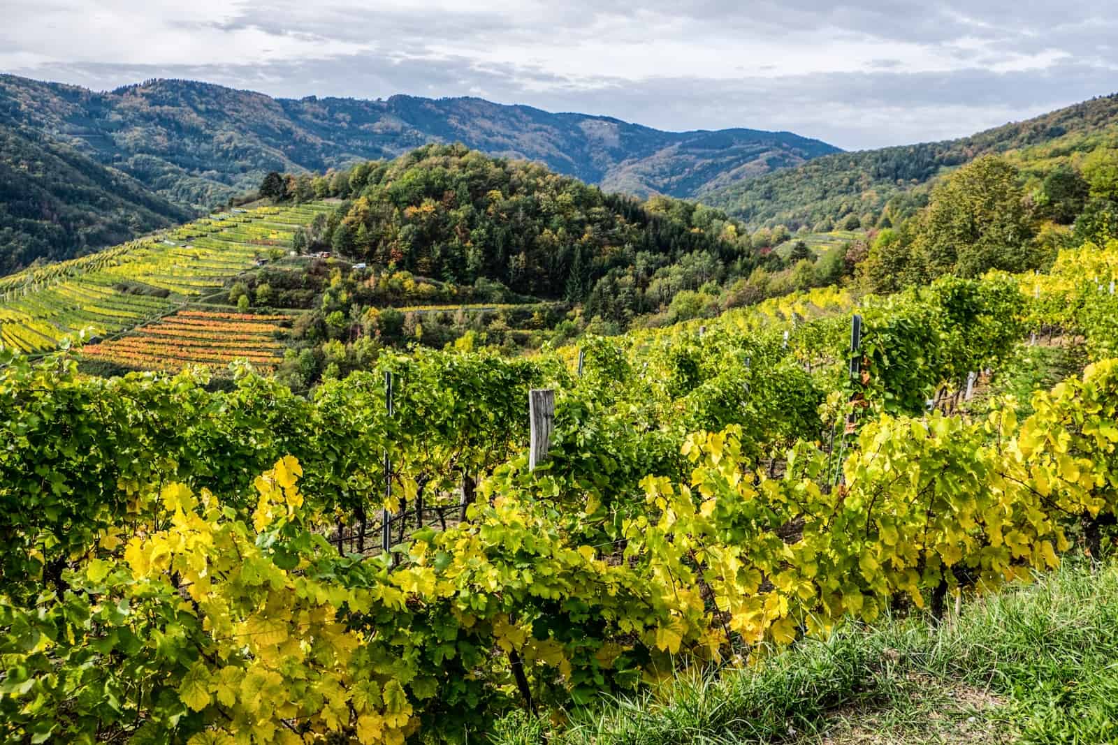 A patchwork of green and yellow hills and terraced vineyards in a village called Spitz in the Wachau Valley. In the background is an even higher hilly plateau