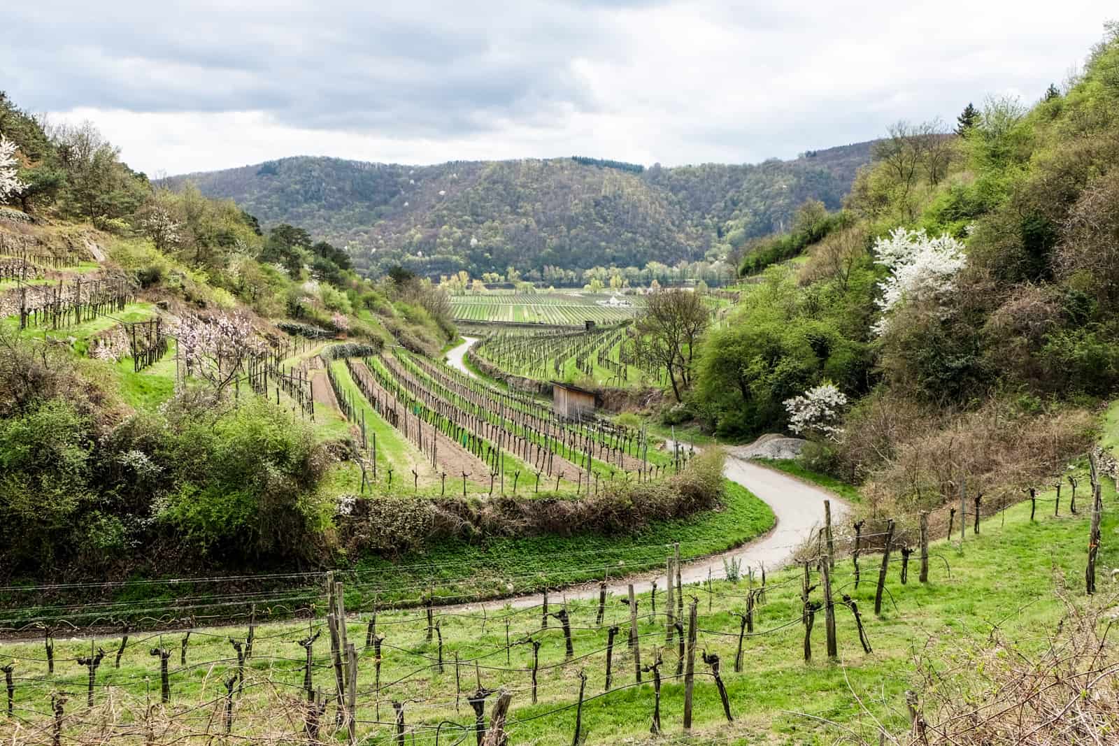 A grey road snacks through the green slopes lined with the wooden sticks of wine vines ready for harvest