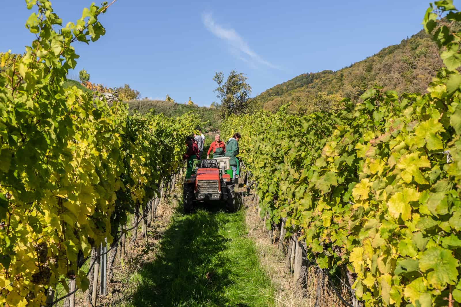 Five grape pickers stand behind a red tractor in between two rows of green leafed vines