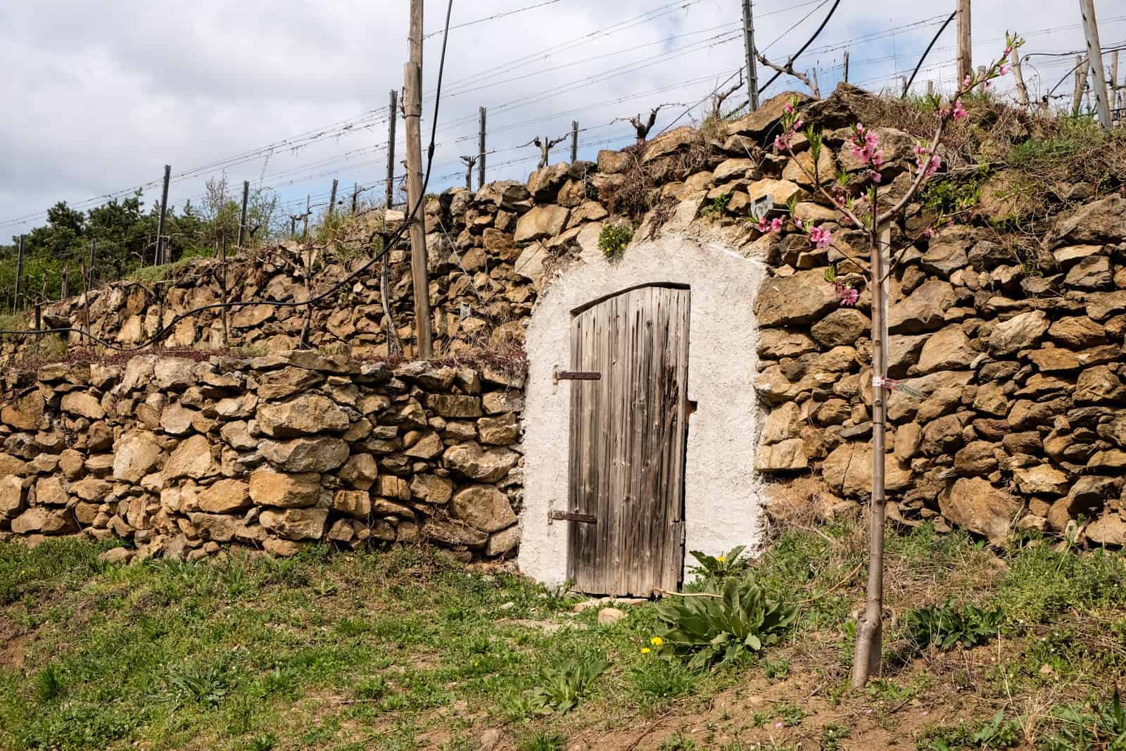 A wooden door set within a stacked-stone wall with wine vine rows and wires on top