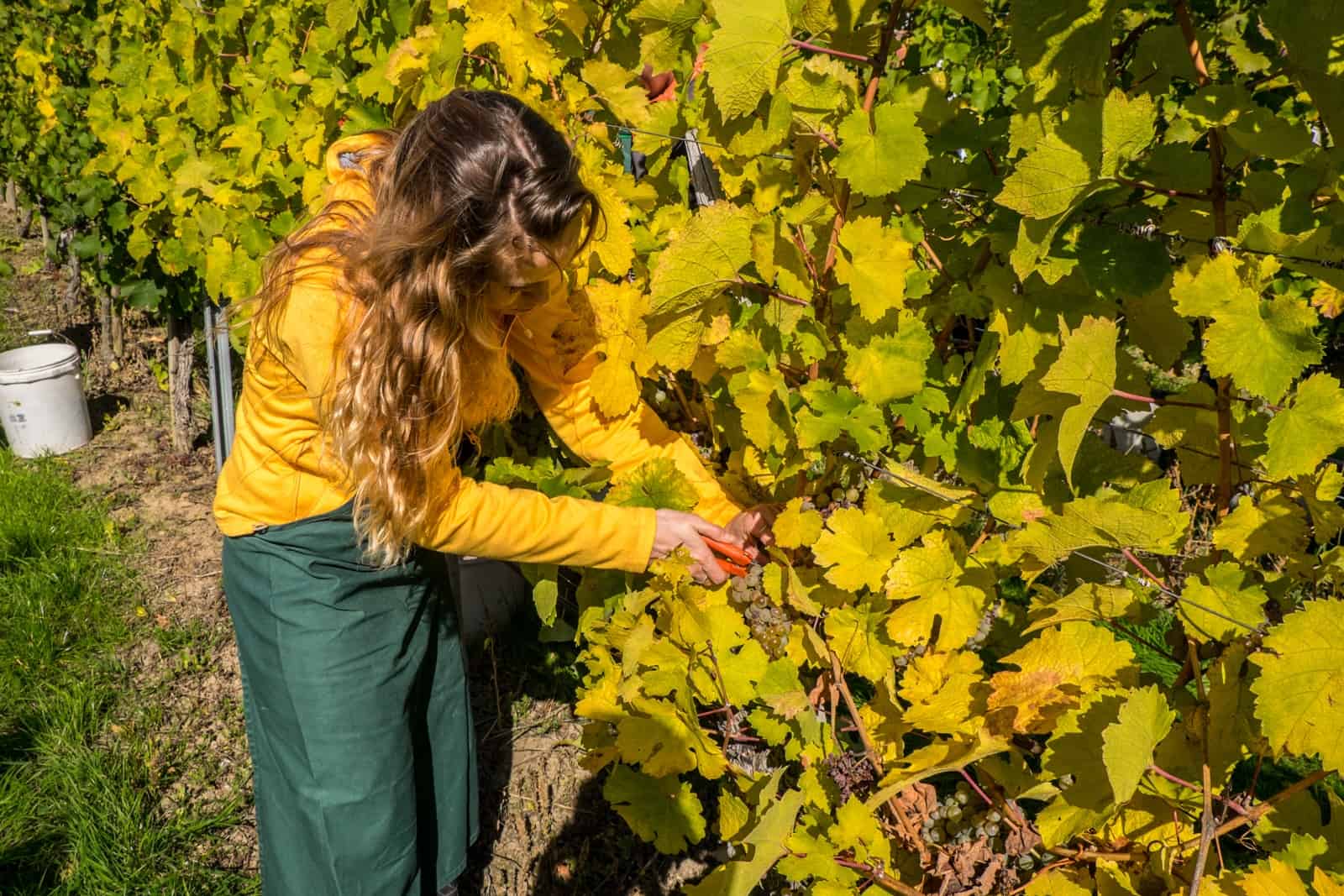 A woman in a yellow jacket and green apron cuts grapes from within a mass of yellow leaves on a tall vine