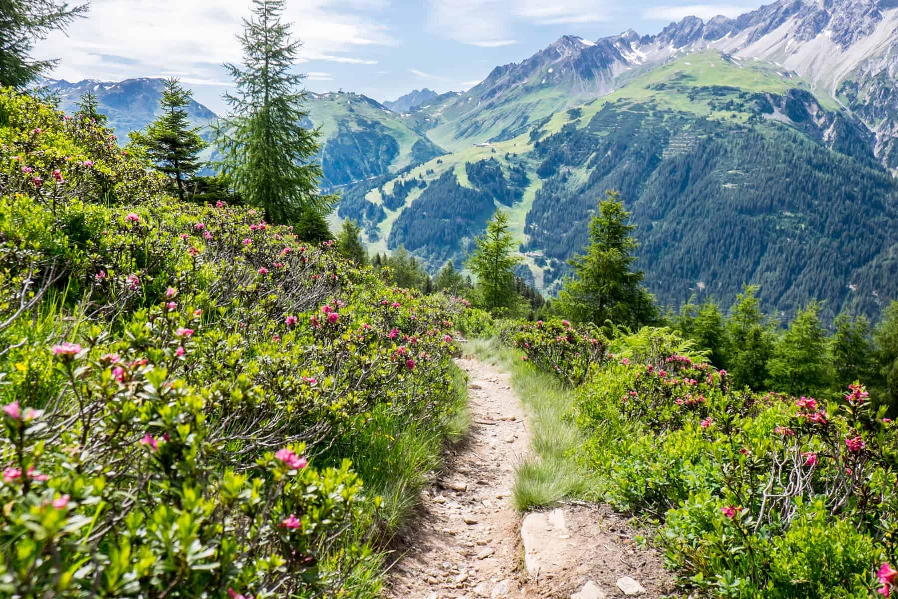 A hiking path surrounding by a sea of pink Alpine roses that bloom in summer in St Anton