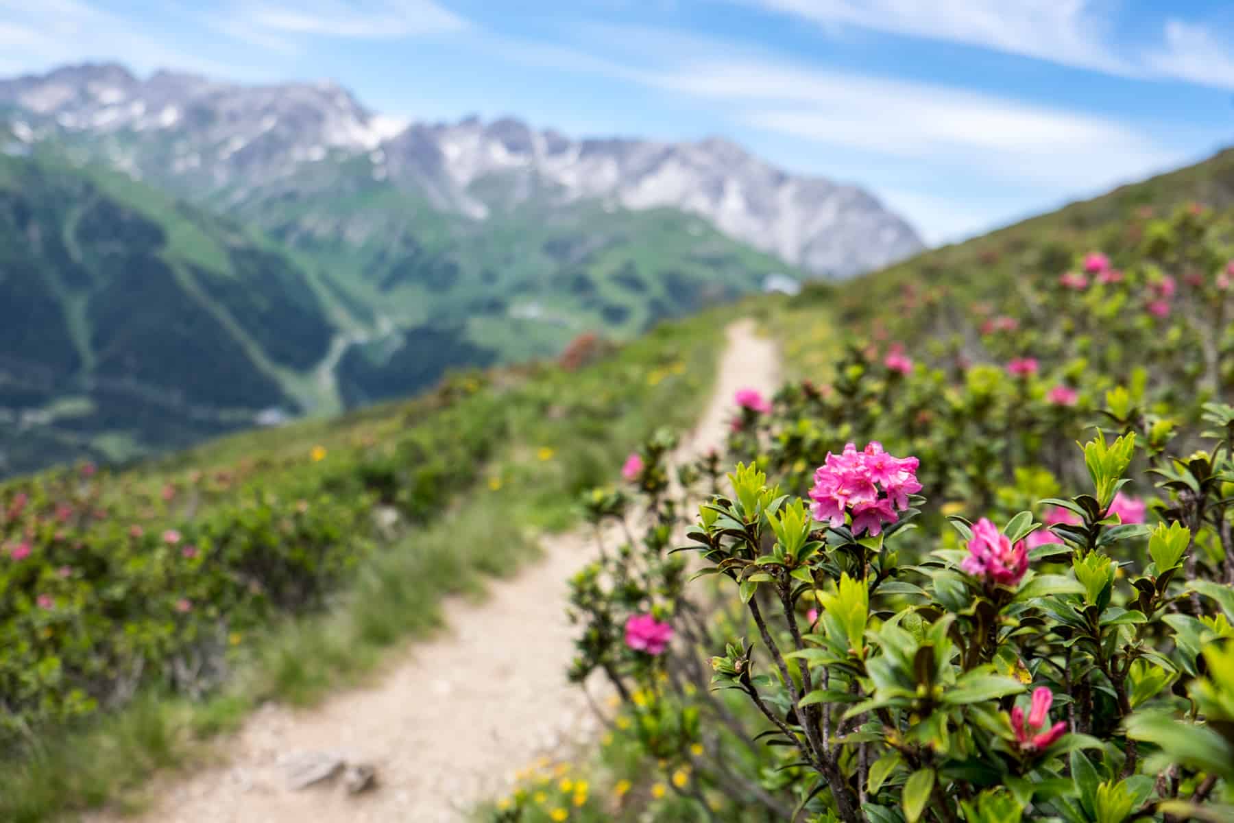 Fuschia pink Alpines roses that bloom in the summer in St Anton and which can be found on this hike path called the Alpenrosenweg