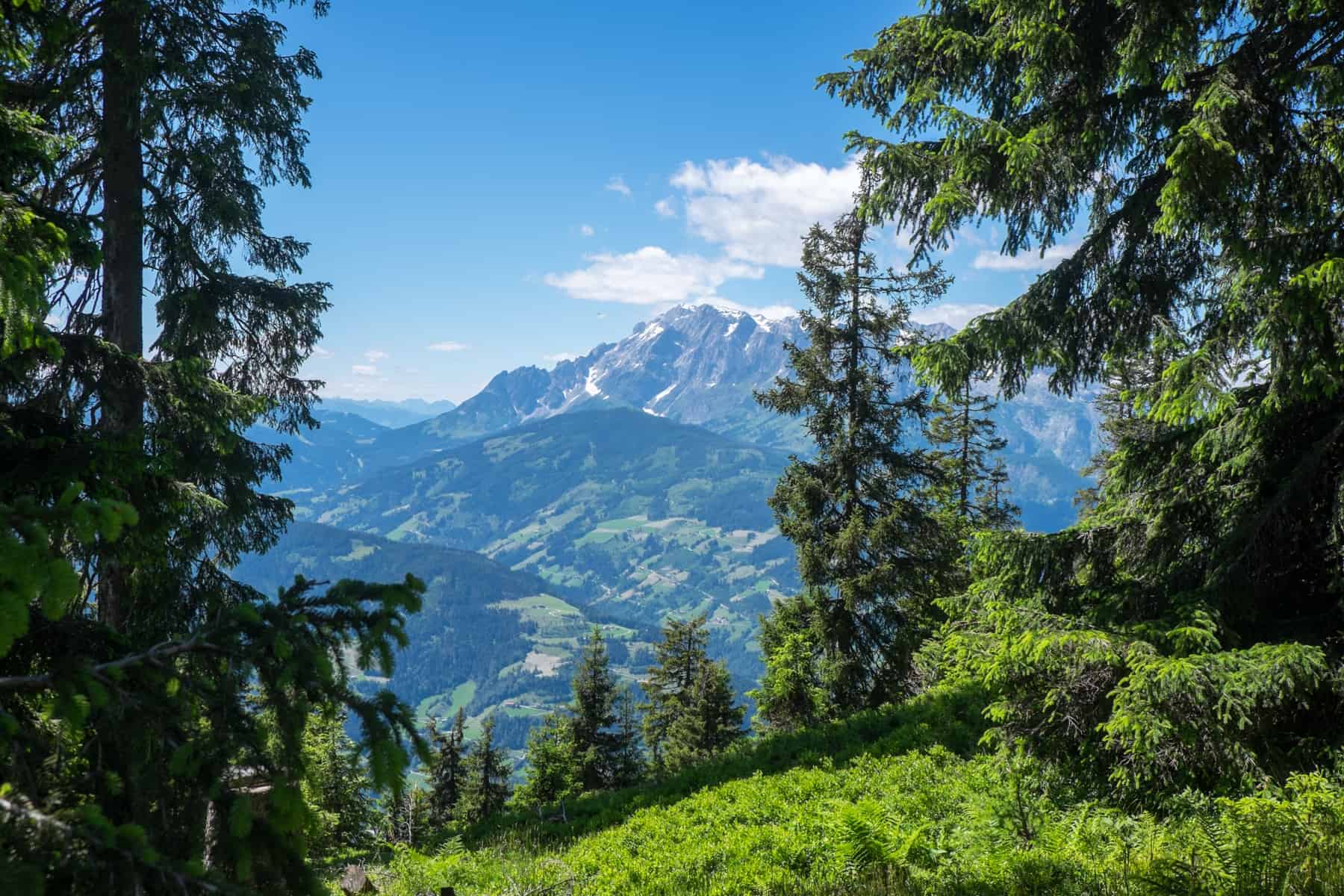 A view of the Austrian Alps through the trees, from inside the forested Hochgründeck Mountain