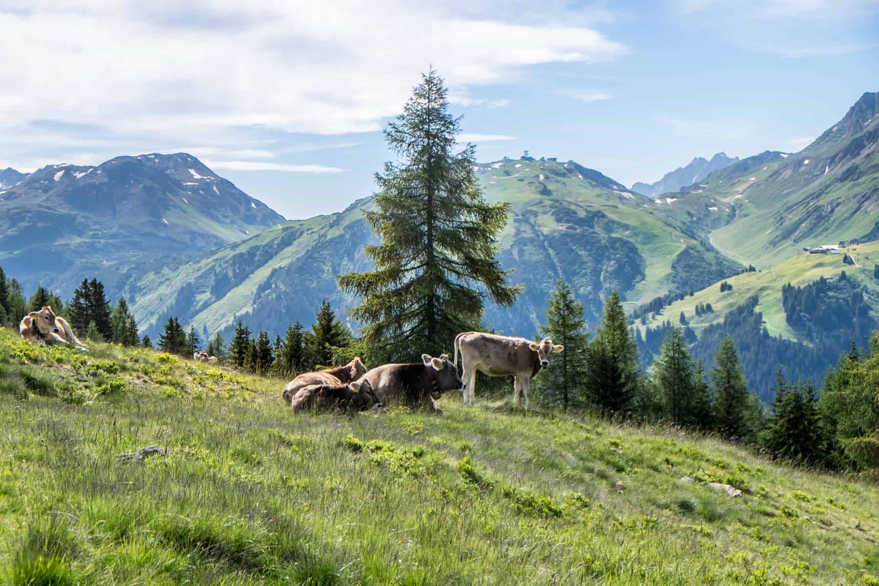 A small group of Cows in the alpine pasture of St Anton am Arlberg