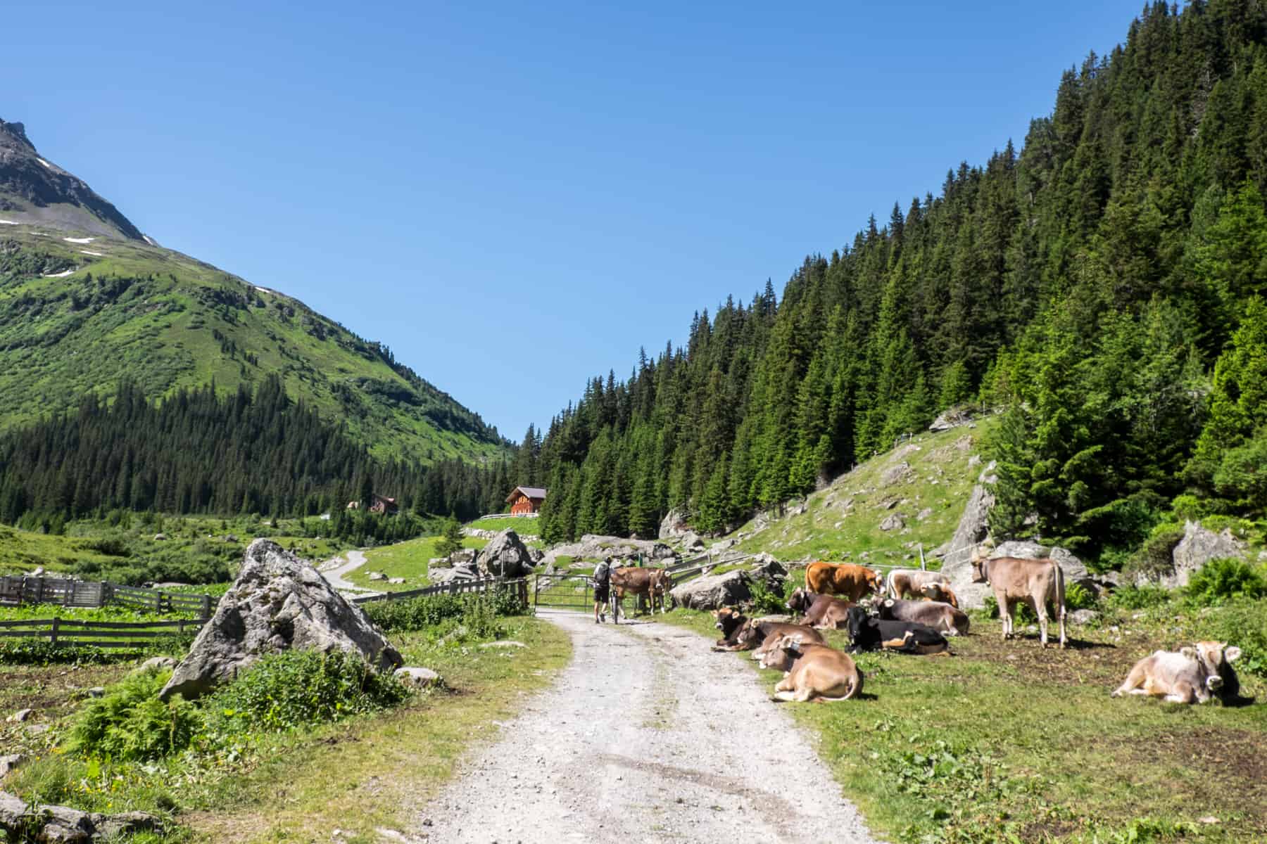 Alpine cows rest next to a bike track in the middle of a forested valley. The St. Anton Konstanzer Hütte wooden mountain huts can be seen in the background