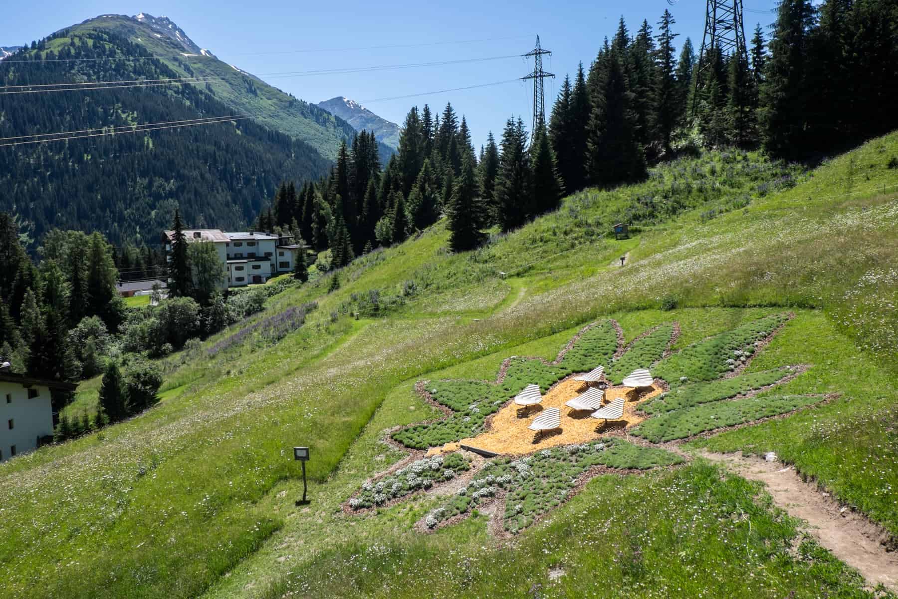 Guinness World Record 100,000 edelweiss plants in the shape of a giant flower on the sloping grounds of the Senn Hütte in St. Anton