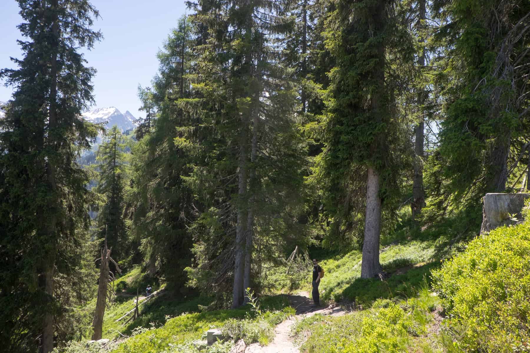 A man stands in a deep pocket of forest with thin, tall trees on a mountain in St. Anton in Austria