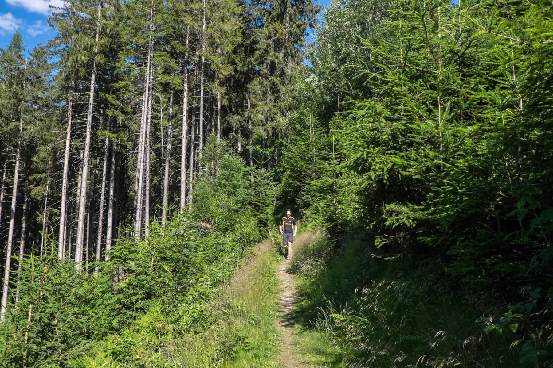 A man in dark shorts and t-shirt hiking out of a dense forest with tall, skinny trees on the Hochgründeck Mountain in Austria