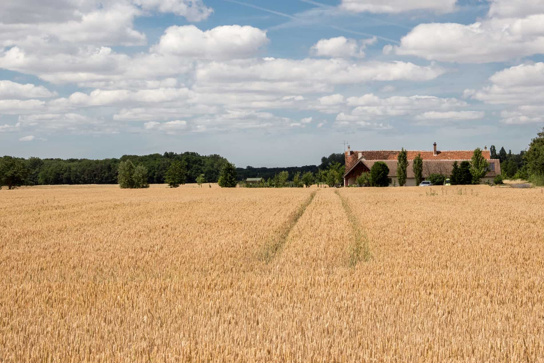 A orange farm house in green woodland behind a yellow corn field in the countryside of Loire Valley. 