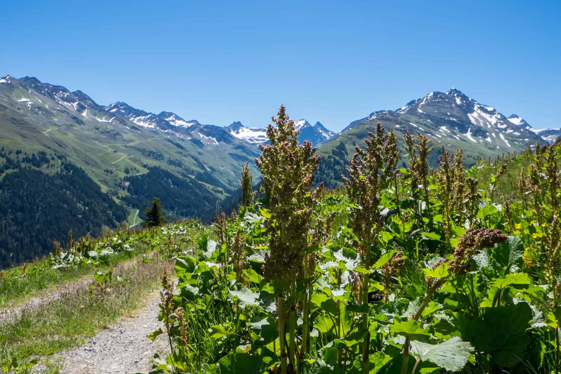 Tall, green mountain herbs in St Anton am Arlberg growing next to a hiking path in the Galzig mountain with the Alps in the background