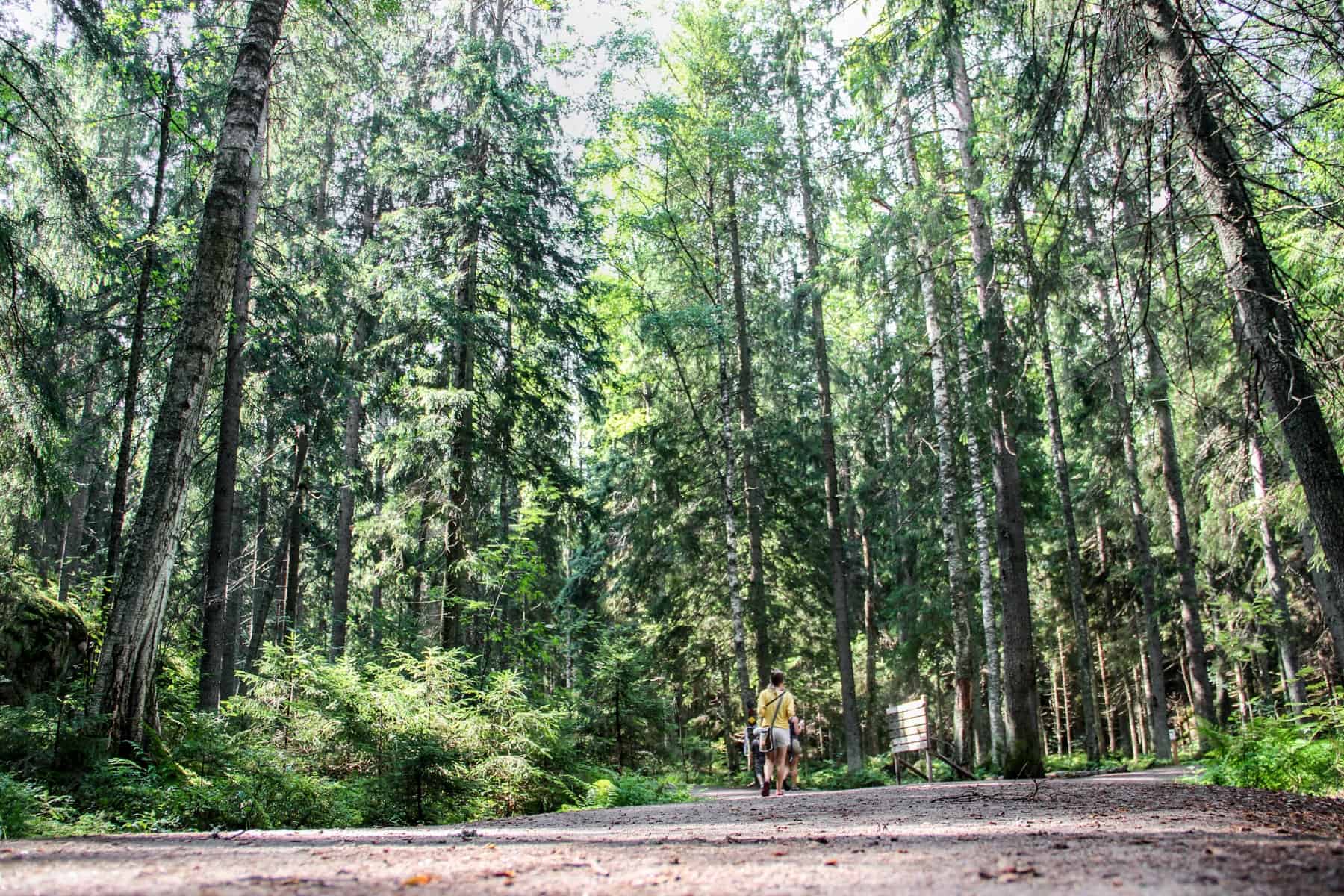 A woman wearing yellow walks through a the Nuuksio National Park forest of tall green trees, on a wide gravel path. 