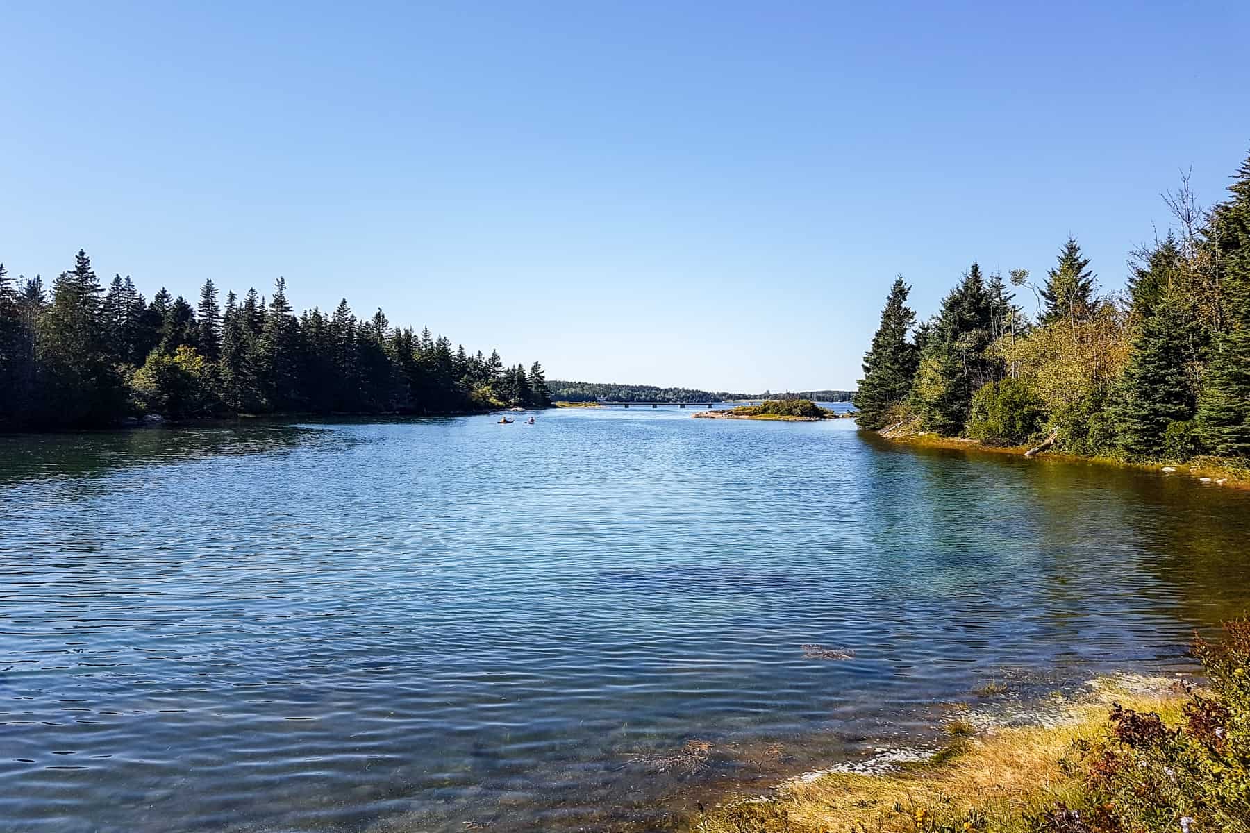 The wide open waters of the Schoodic Peninsula in Maine, with bays surrounded by wildflowers and shrubs.