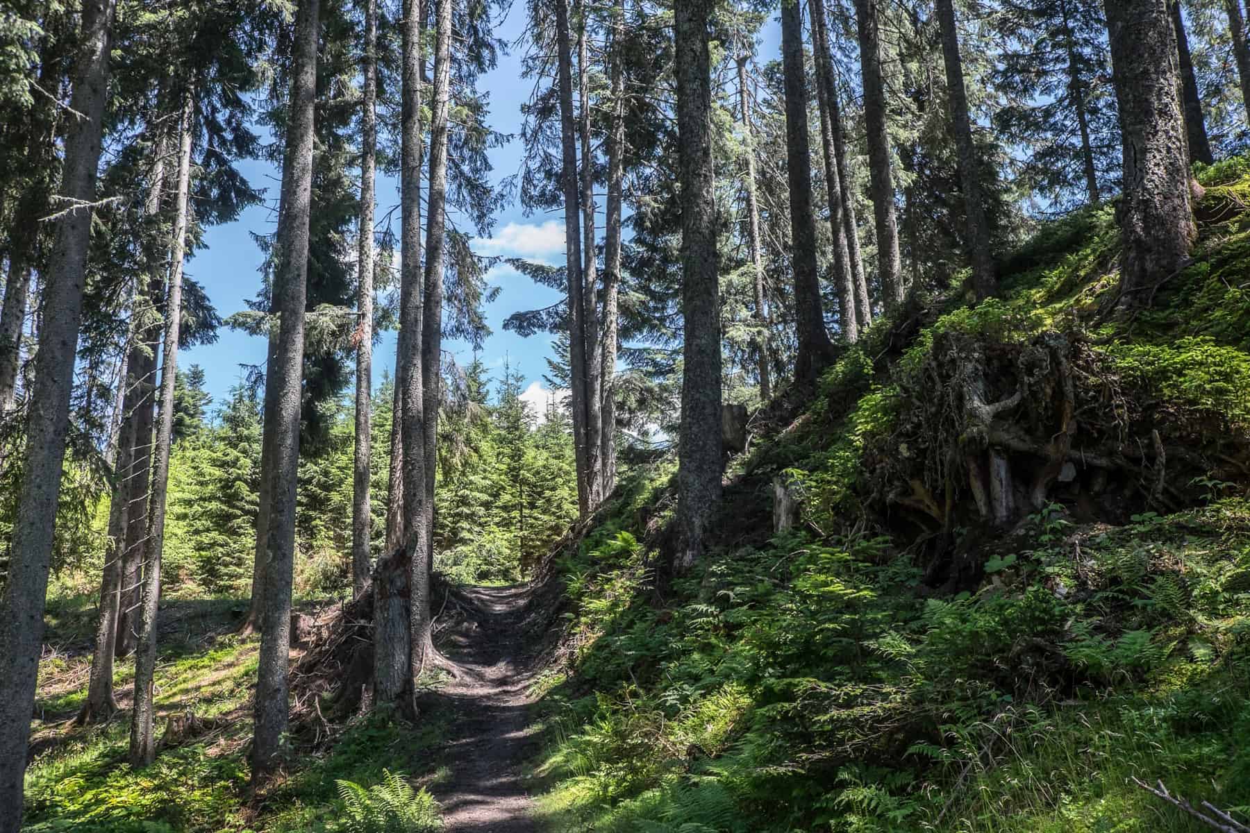 The deep forested hiking trails on Hochgründeck Mountain, covered in green and backed by a blue sky