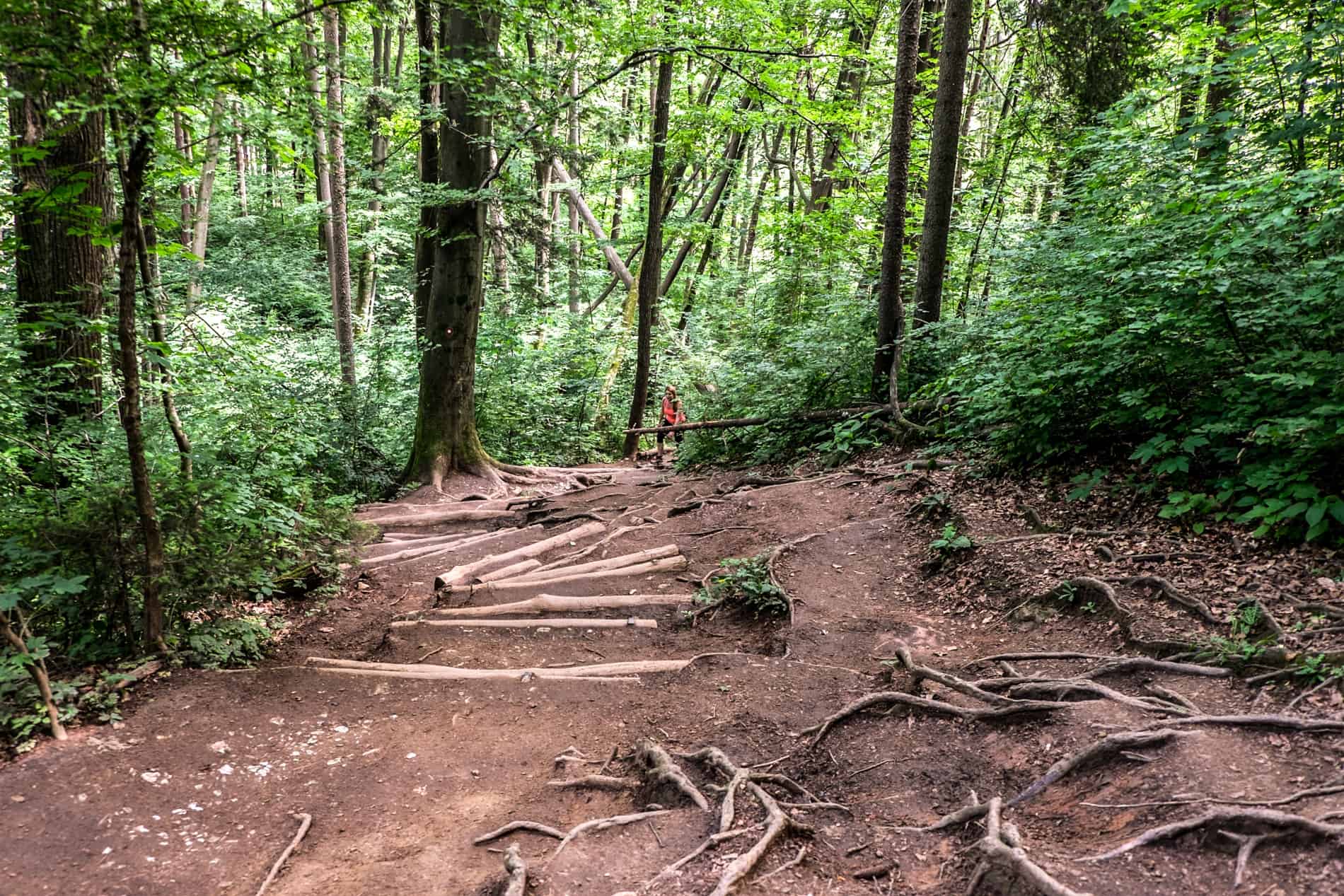 A hiker on the tree root lined trail trekking Smarna Gora Mountain on a day trip from Ljubljana. 