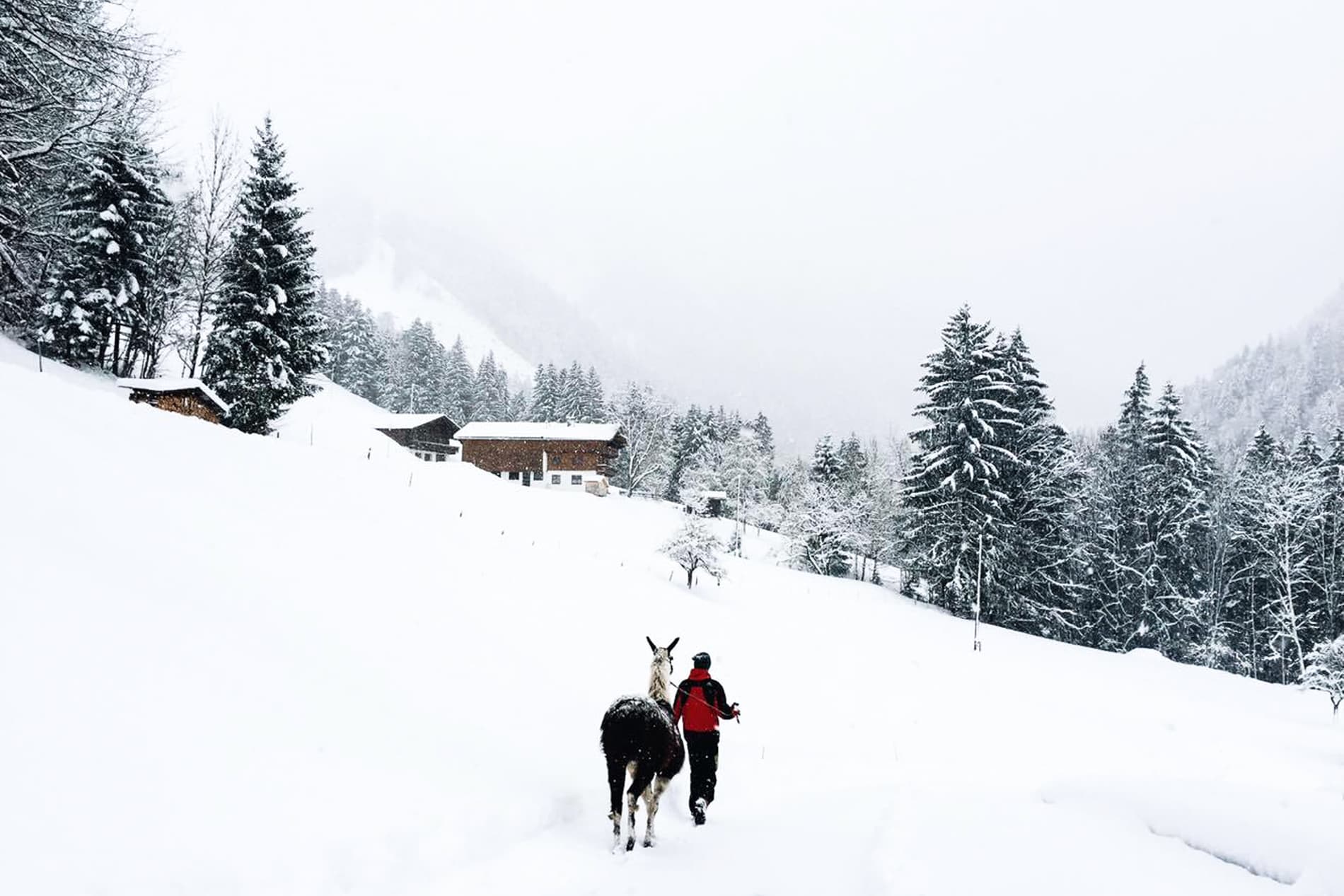 A woman in black and red winter clothing trekking with a llama in the snow covered alpine in Austria. 
