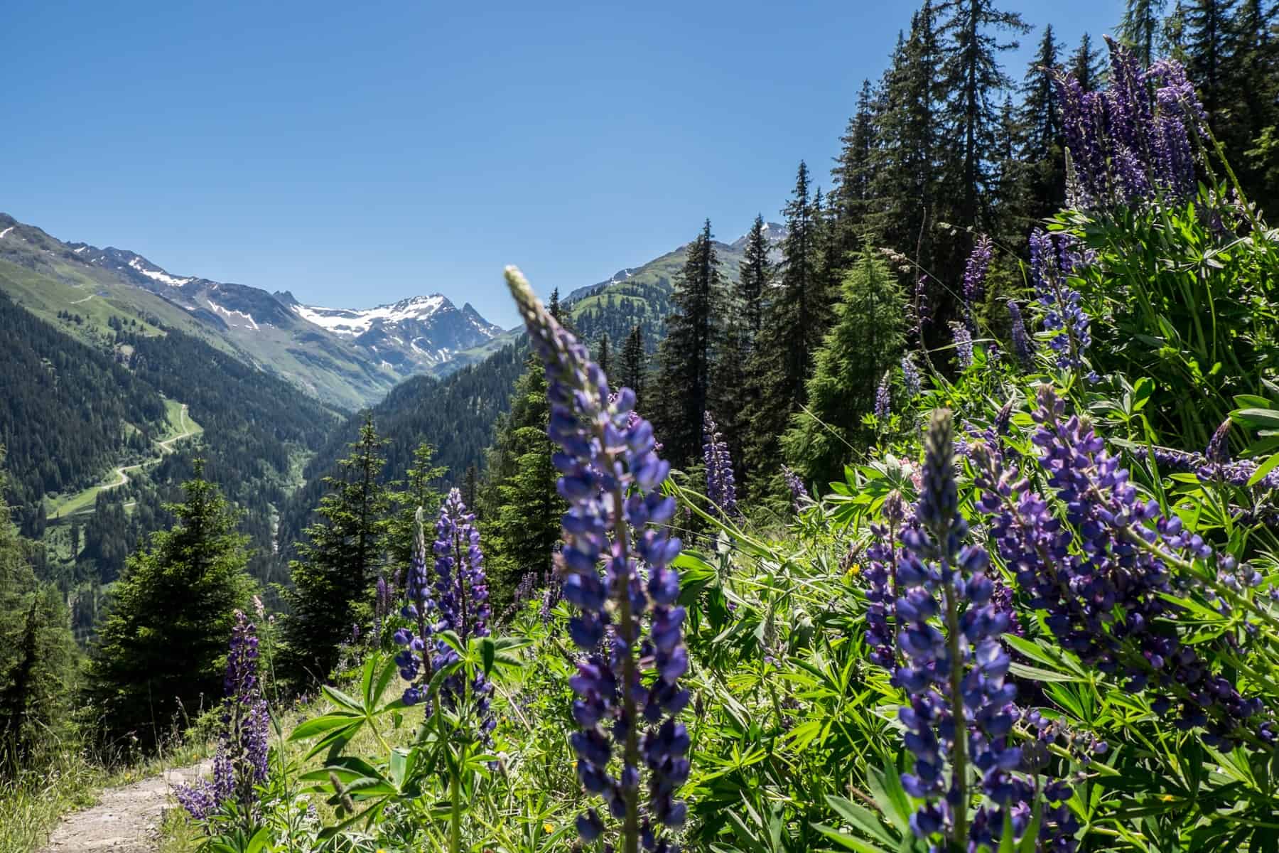 long purple crowfoot flowers growing on the grassy mountain in St Anton in summer