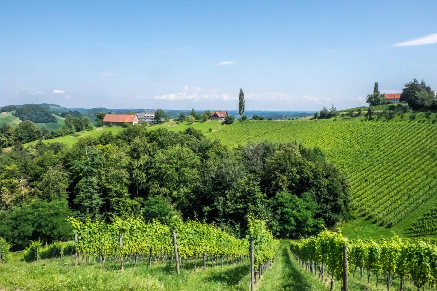 Rows on vines in a striking green valley on the the South Styrian Wine Road in Austria