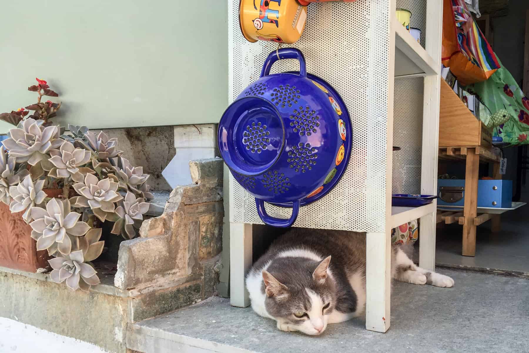 In Kea, a cat rests under a wooden cabinet with a blue bowl hanging on it