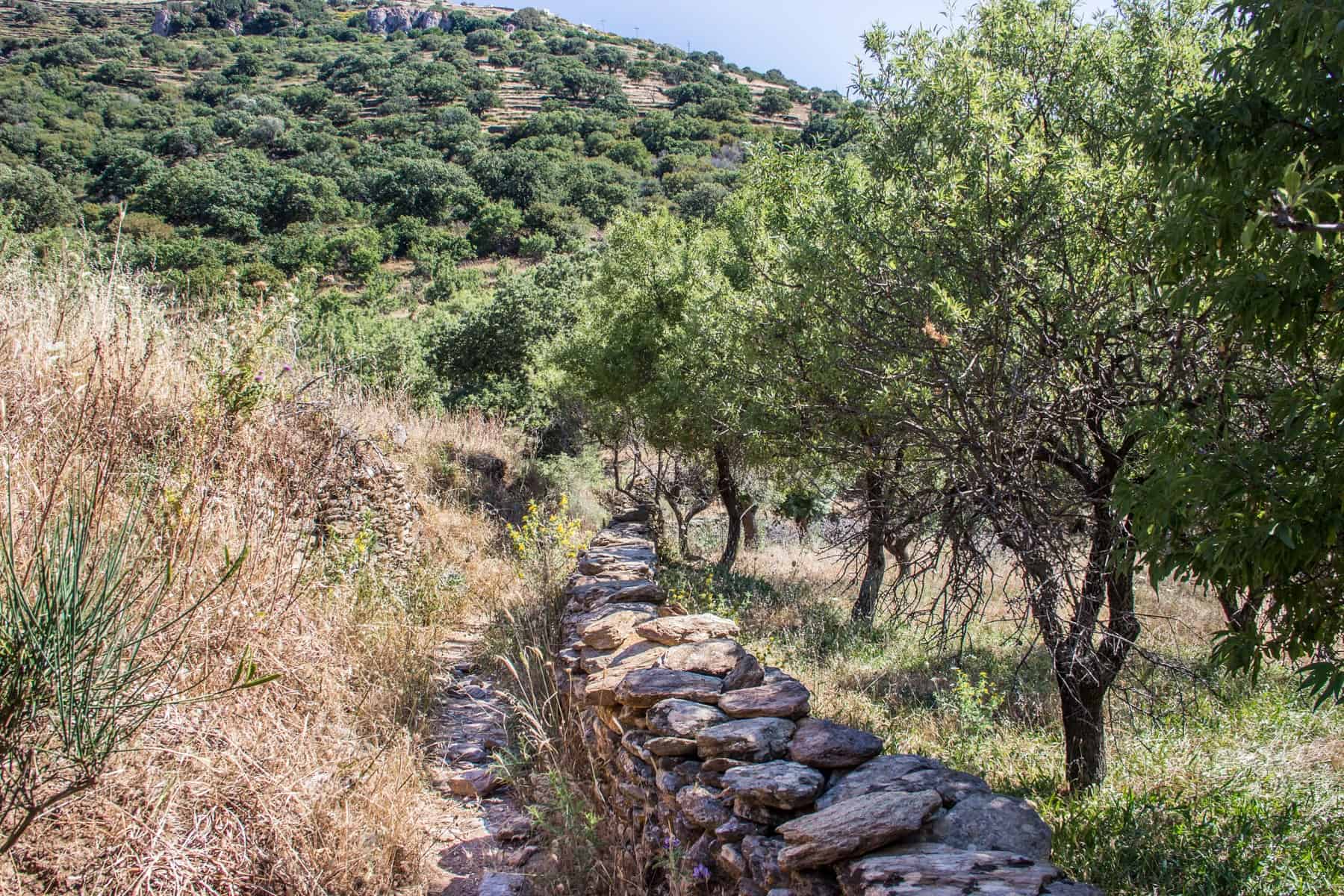 A stone wall and footpath next to overgrown, dry yellow foliage and lined by green tress on the other. This is part of a hiking trail that runs around Kea Island. 