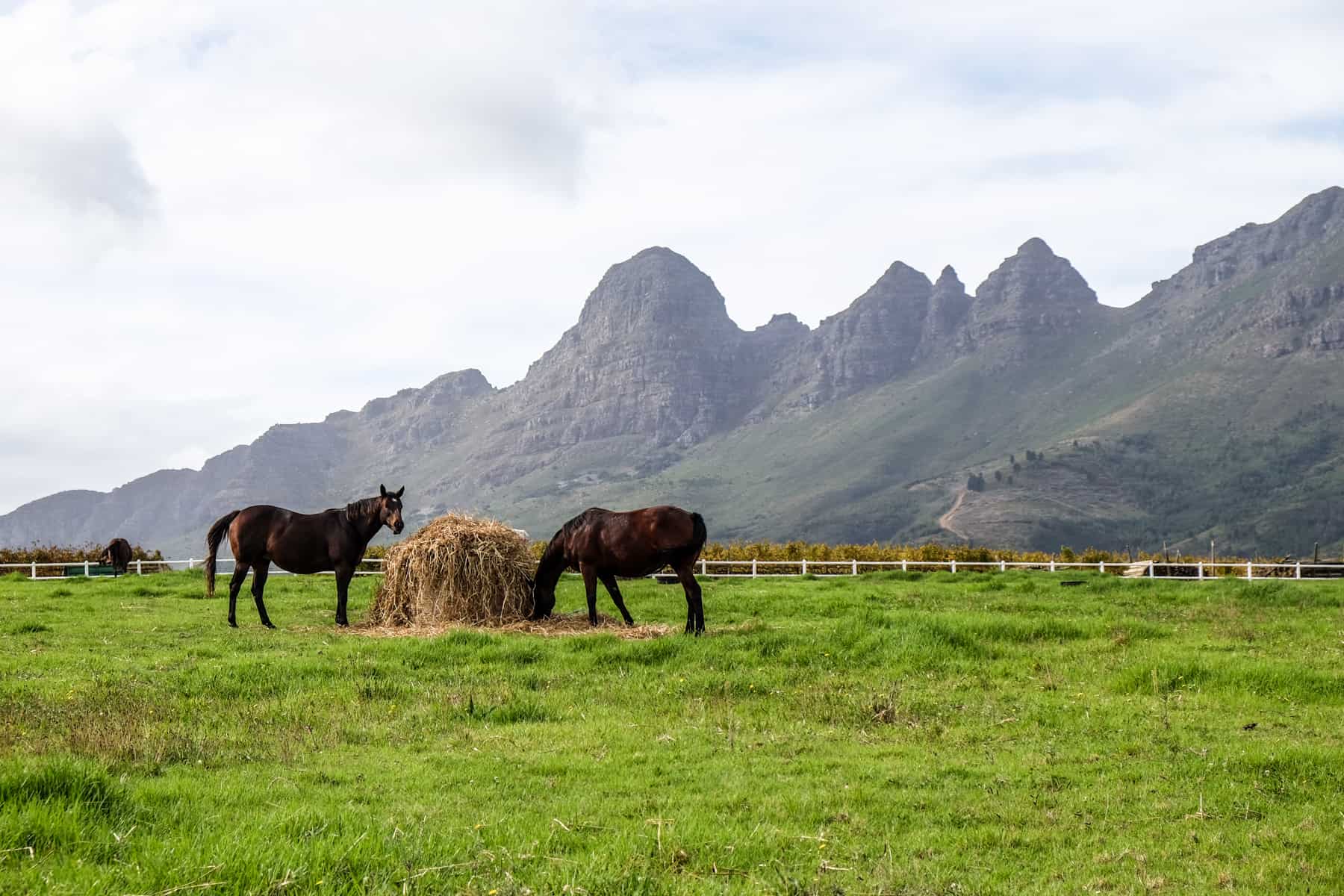 Two horses graze on a lump of hay in a green field backed by jagged mountain peaks in South Africa