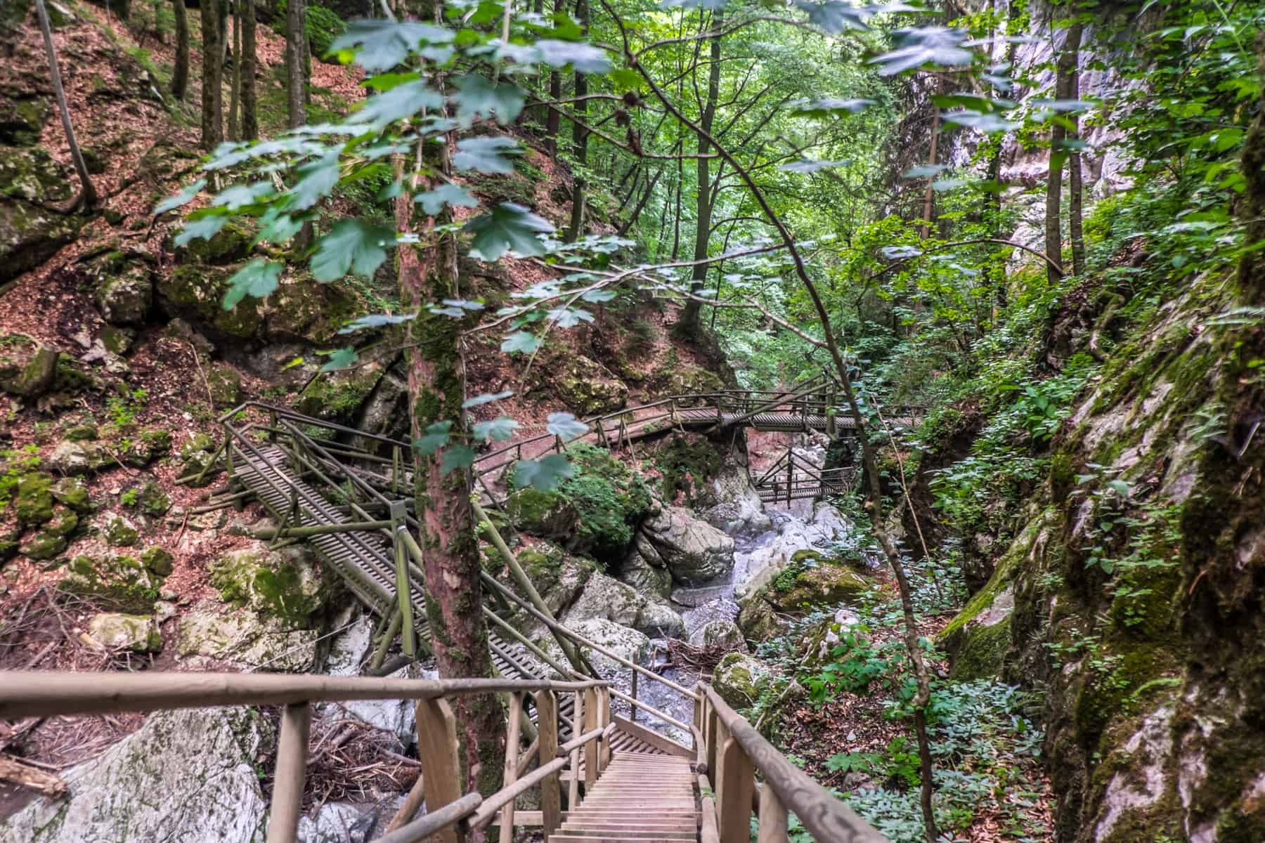 View from the top of a wooden walkway to a narrow stream and dense green woodland in Kesselfallklamm Graz