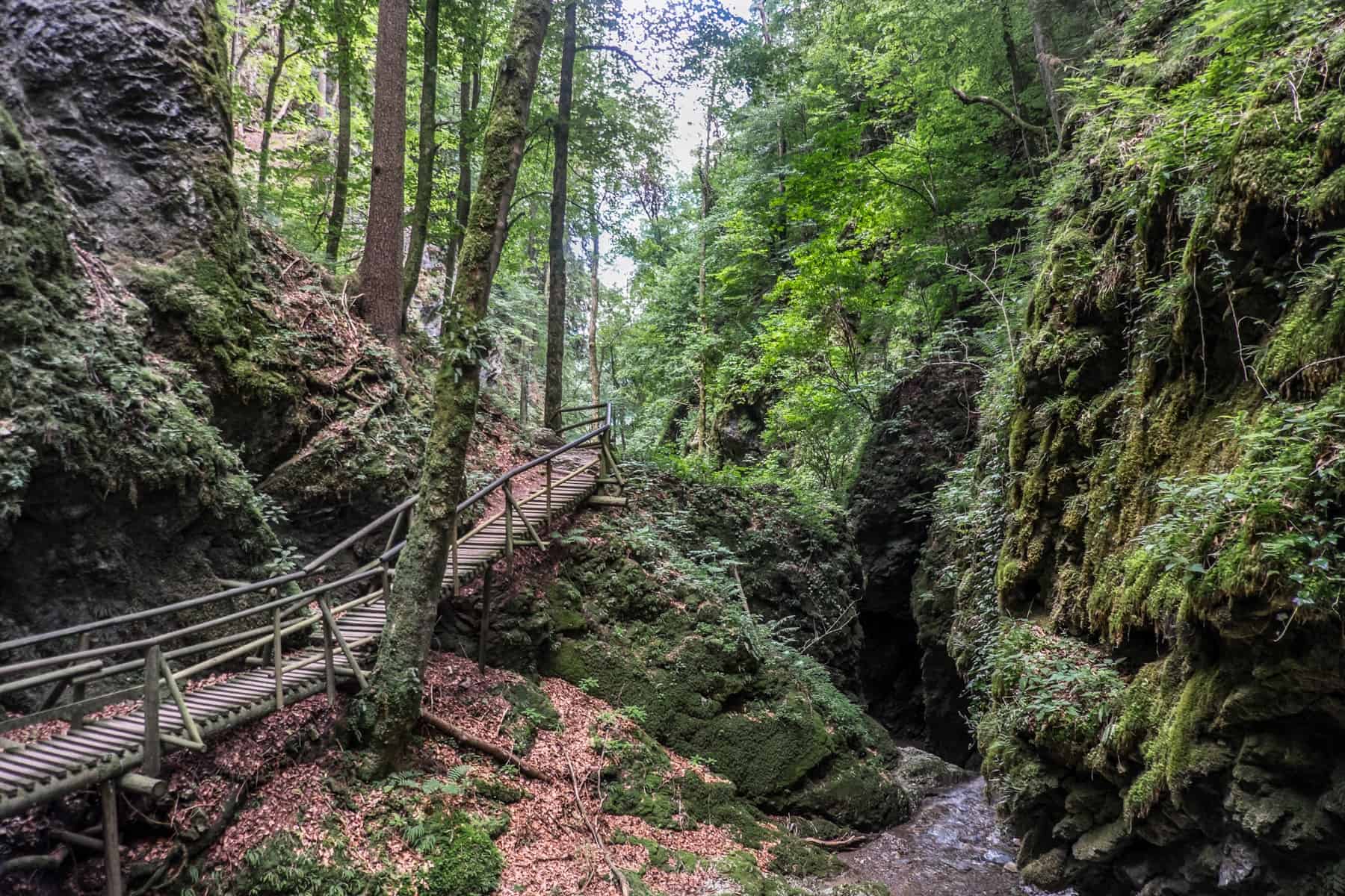 A wooden walkway winds through a deep forest of green as part of a hike through the Kesselfallklamm in Graz