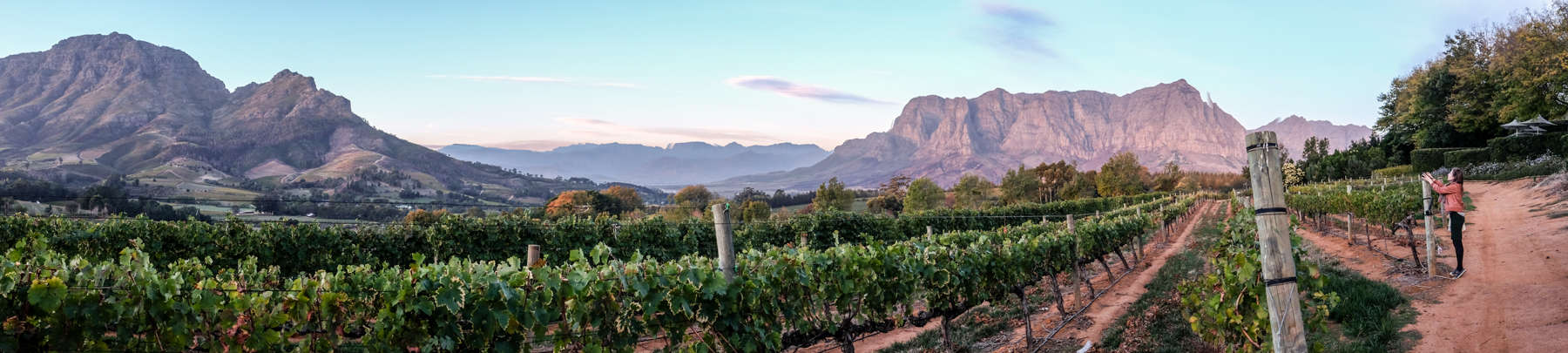 A panoramic view of a a blooming green vineyards, next to an ochre orange road, backed by mountains in a pink sunlit hue. A woman in a red jacket stands on the road and is taking a picture. 