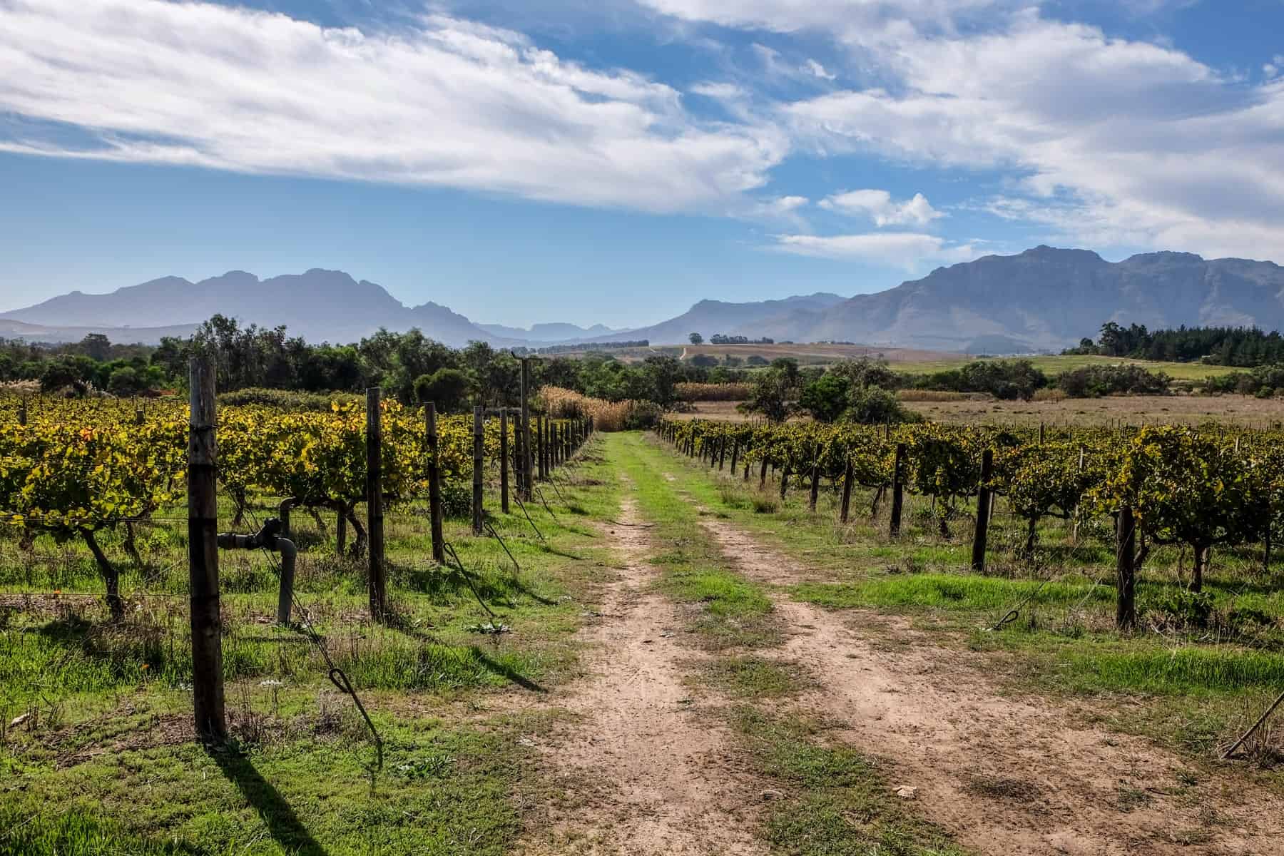 two worn tracks run through the middle of the green grass of a vineyard in Stellenbosch. Rows of vines line either side of the track with mountains in the background 