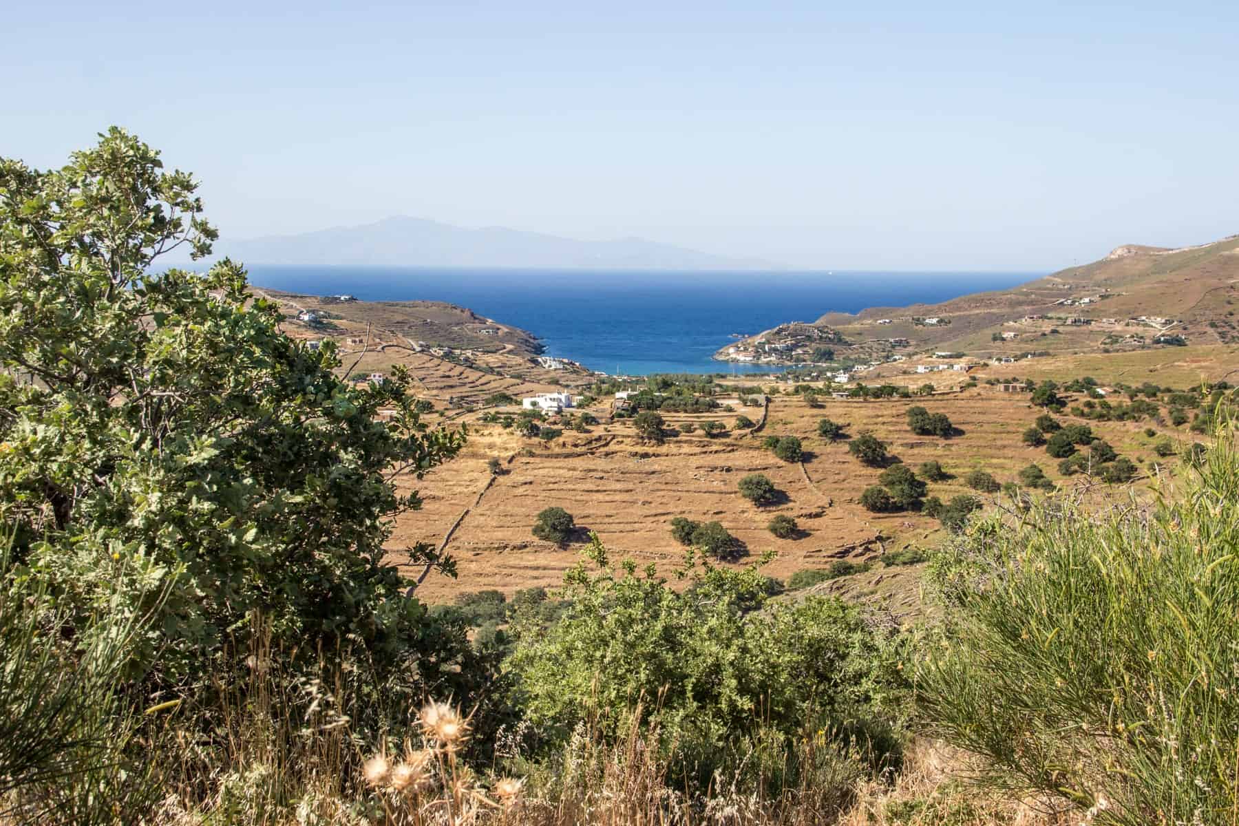 A burnt yellow, dry field of the coastal forested land next to the blue ocean on Kea Island. The yellow earth is sporadically dotted with green bushes