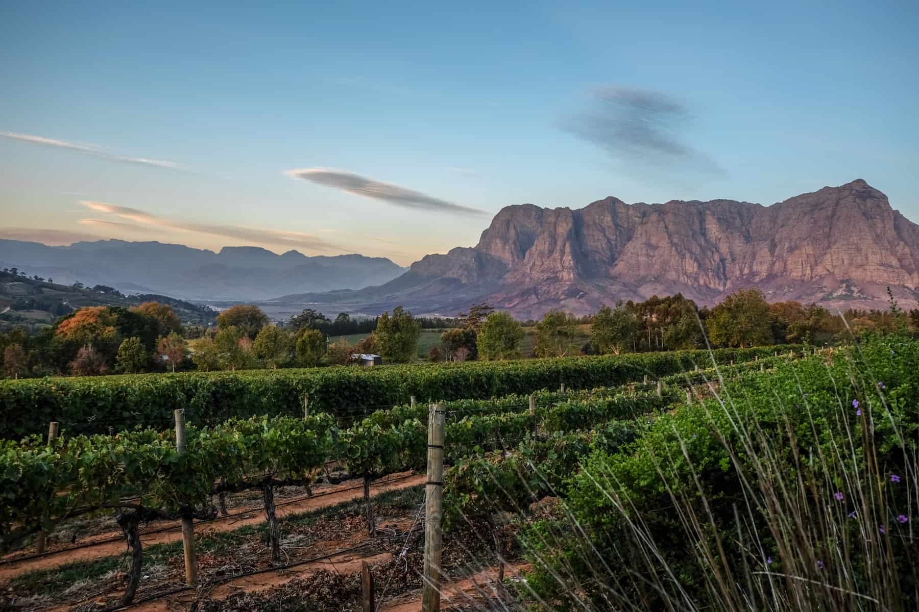 The bright green vine rows and orange stripes of ground earth at Delaire Graff Estate in Stellenbosch, that sits in front of large mountain peaks. the view is taken at sunset. 