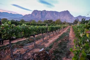 Rows of green vines on golden soil, backed by mountains on a vineyard in Stellenbosch, South Africa.