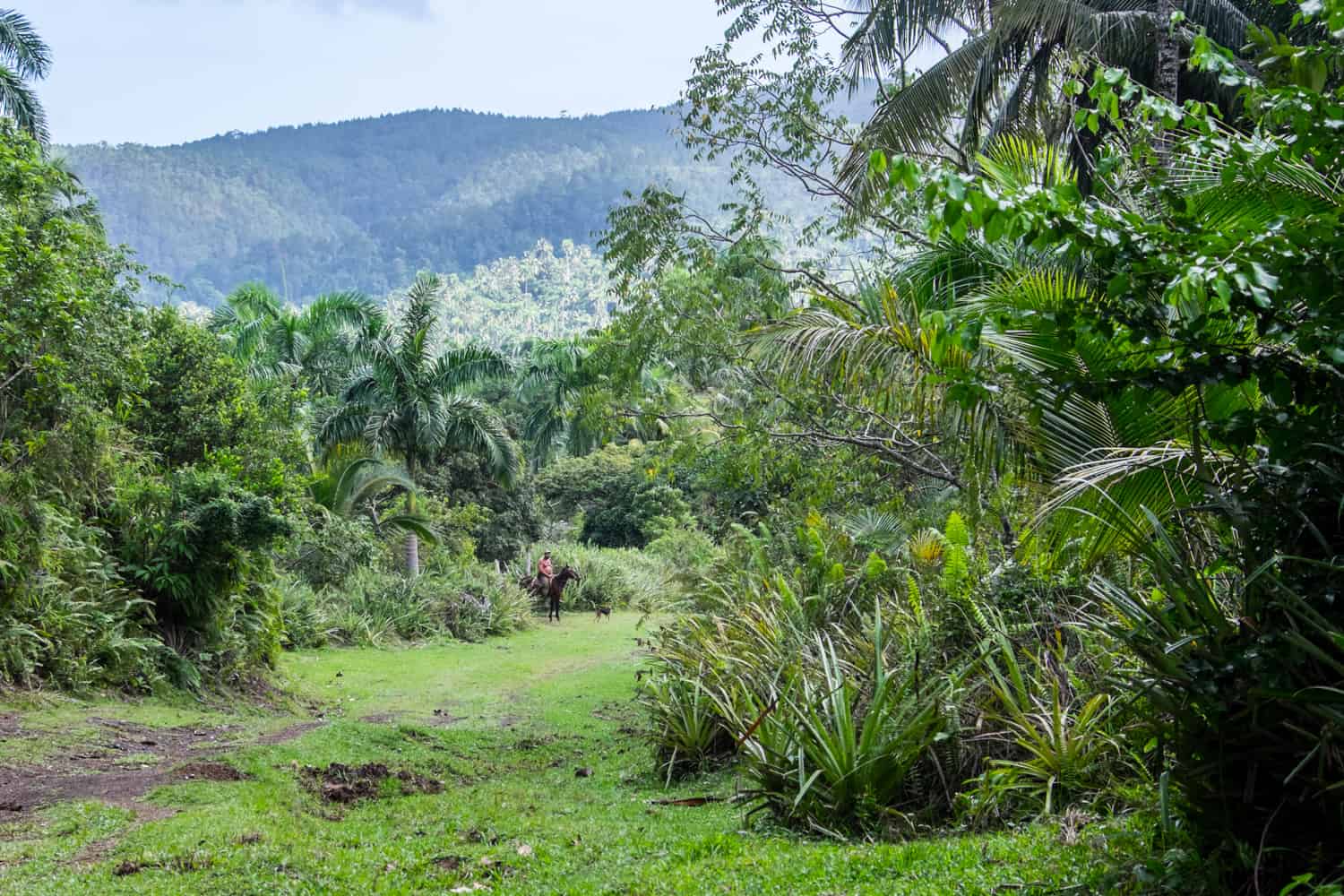 A man on horseback in the forested area of Vinales – the countryside of Cuba.
