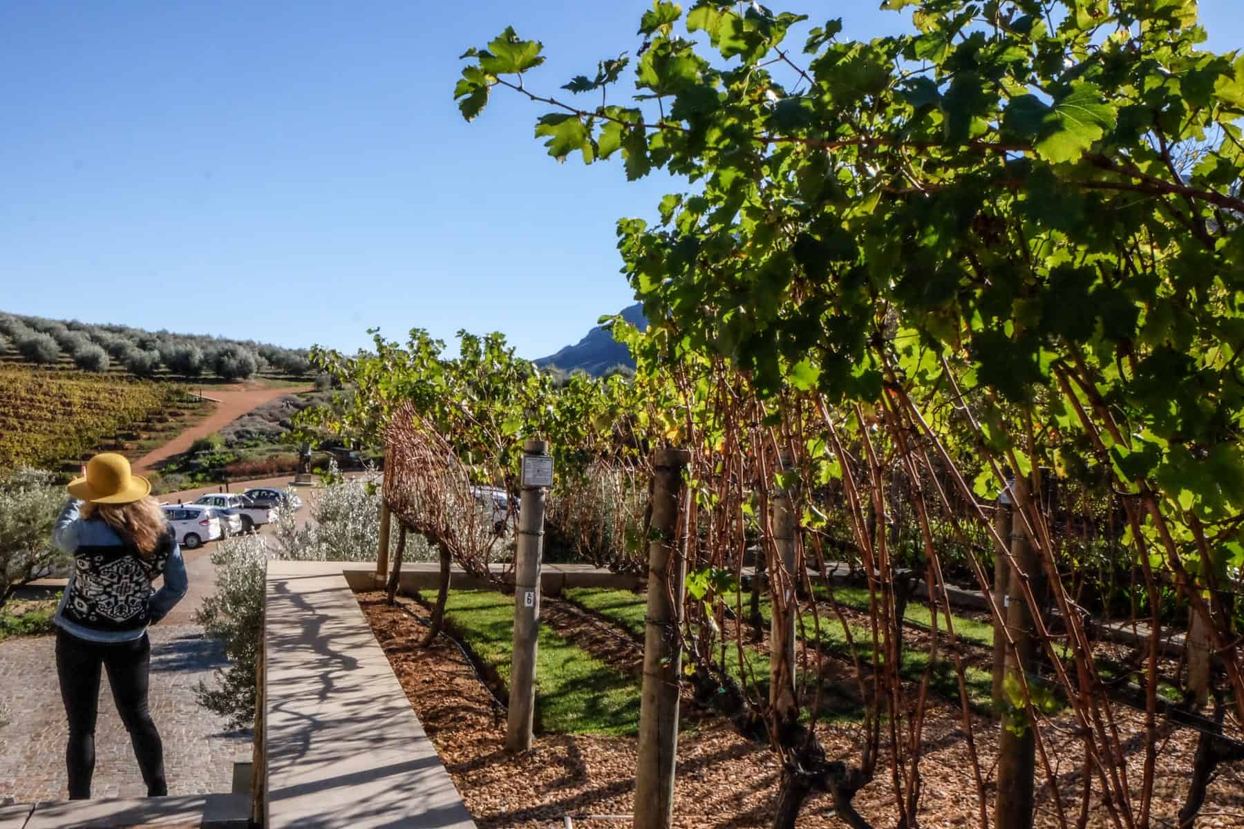 A woman in a yellow hat and black trousers stands next to a green olive grove, looking out over the rolling burnt orange hills of the wine and olive estate of Tokara Vineyard in Stellenbosch 