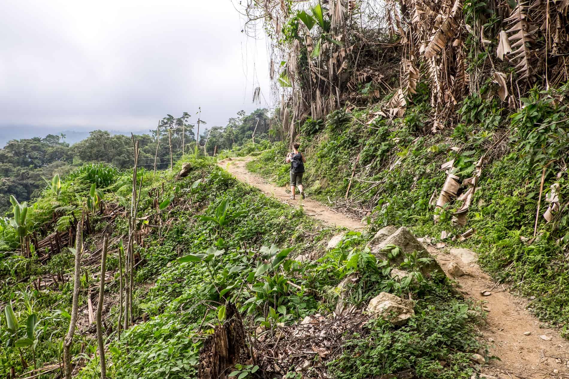 A woman on a steep path through the jungle of the Sierra Nevada de Santa Marta in Colombia, trekking to the Lost City. 