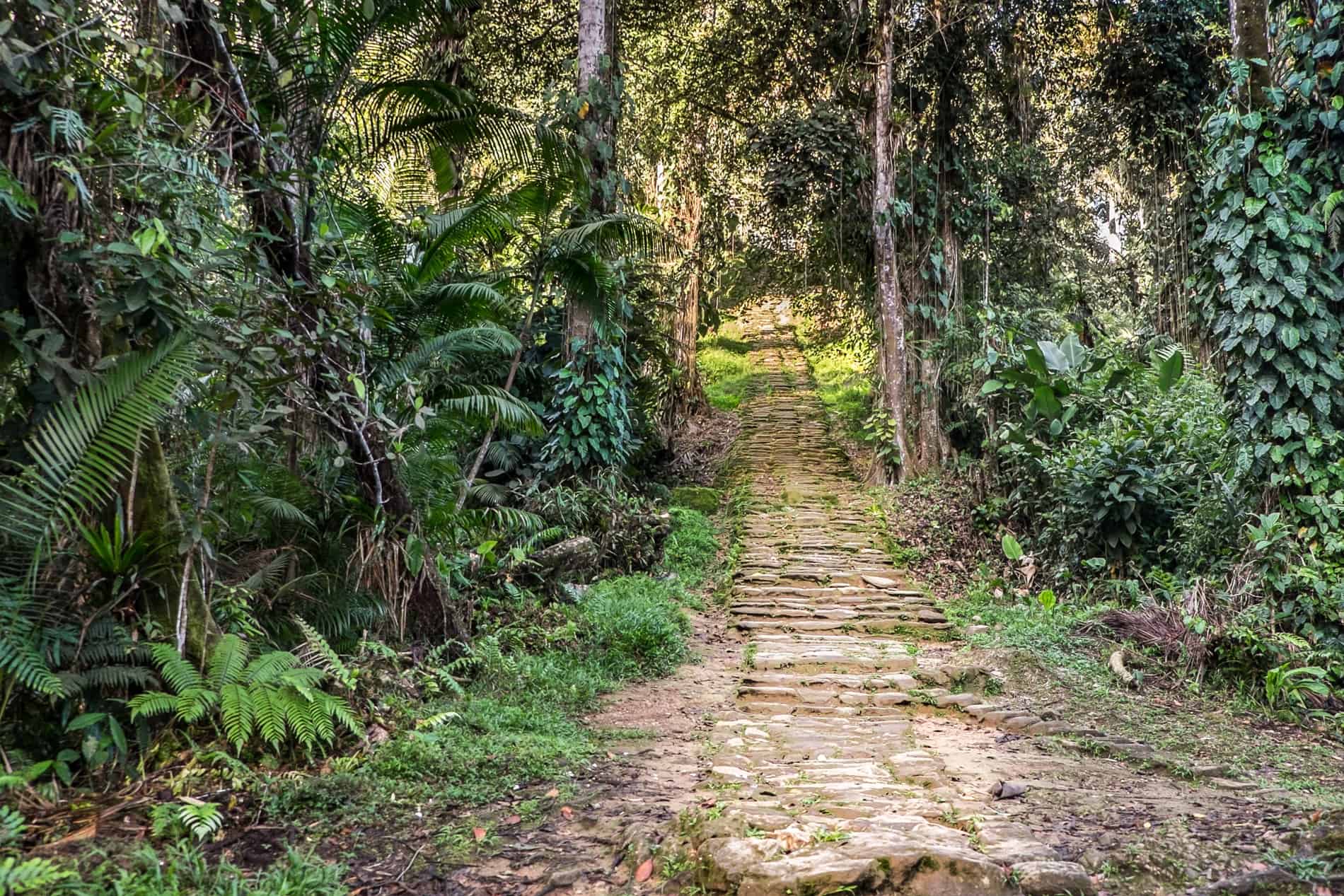 Stone pathway through jungle in the Lost City Ciudad Perdida.
