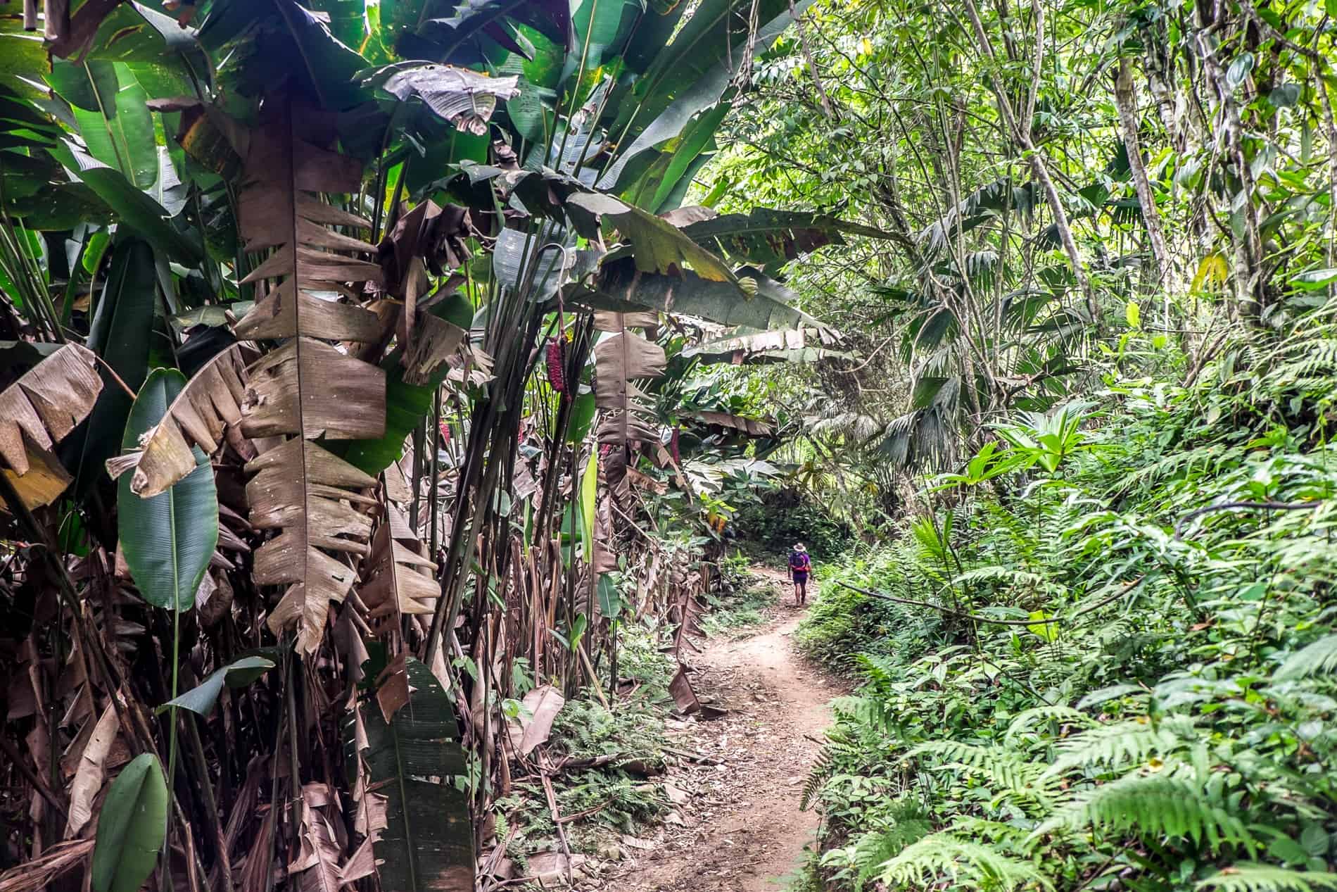 Dense Jungle track on the Lost City Ciudad Perdida trek.