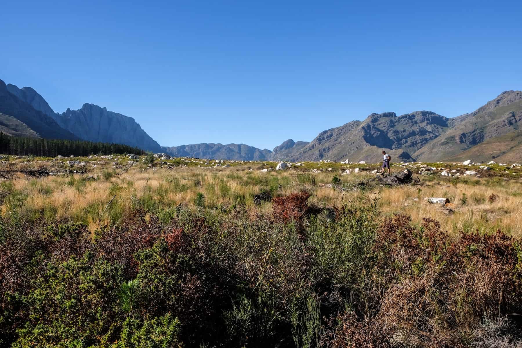 A man can be seen in the distance, hiking within the thick yellow and green grass of a national park in South Africam backed by low mountains