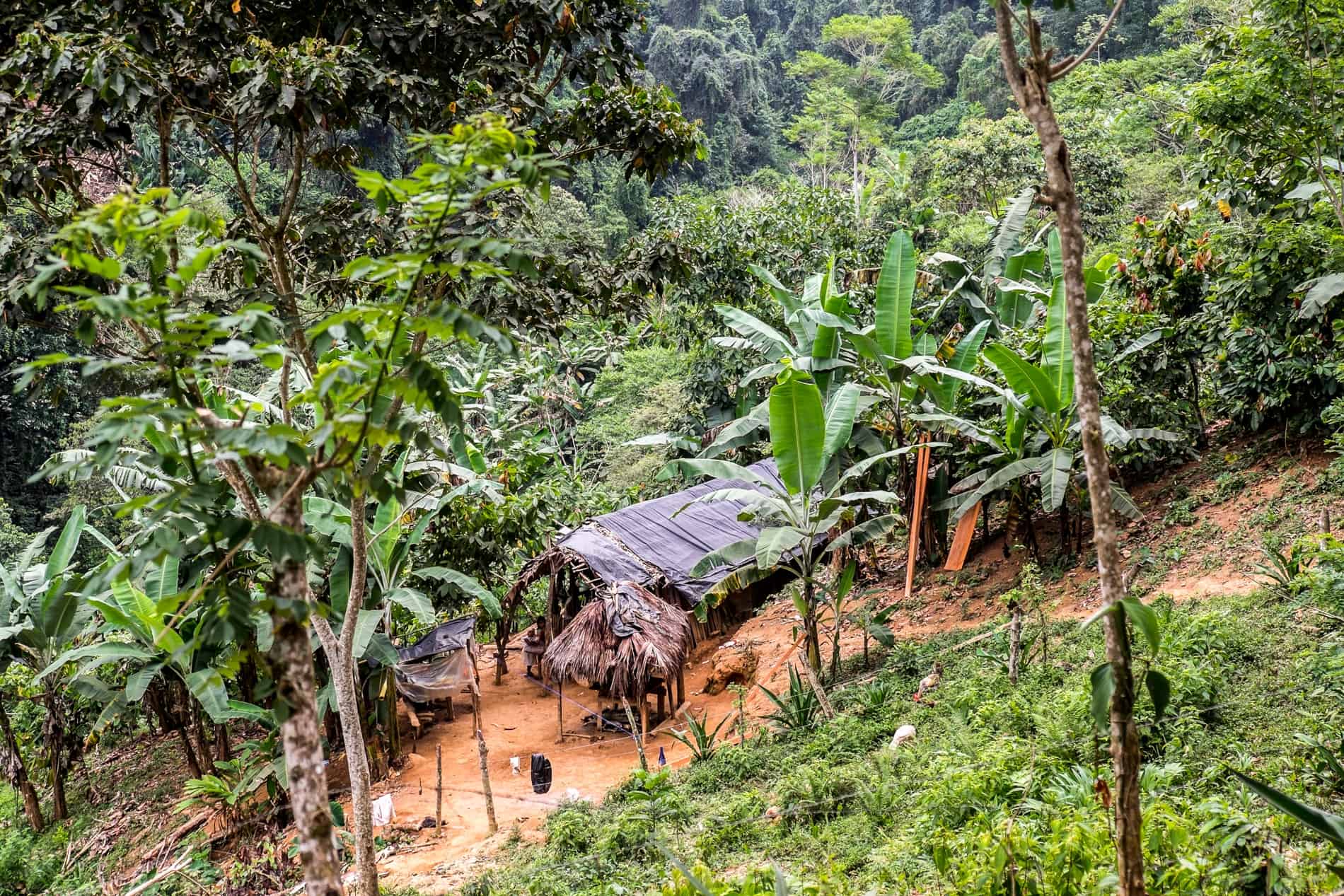 Jungle set Indigenous house seen on the Lost City trek, Ciudad Perdida Colombia.