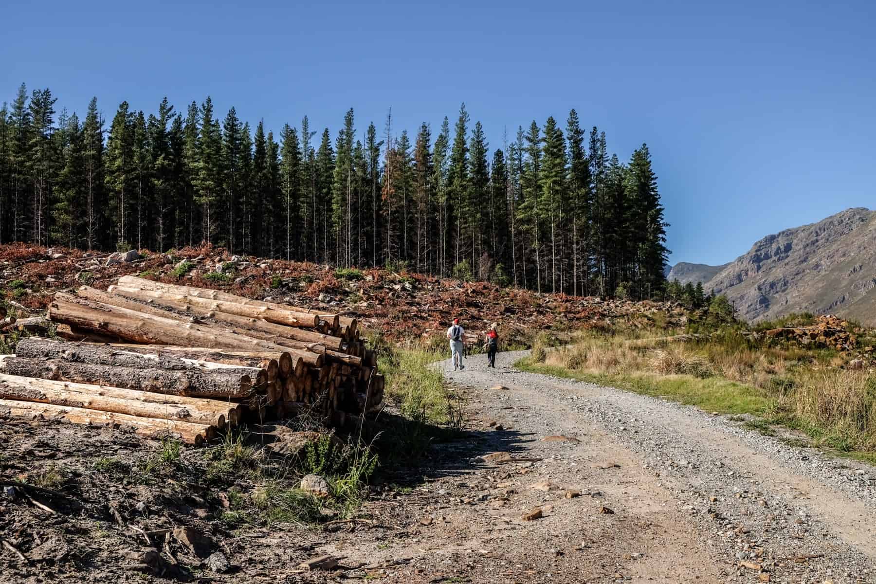 Two people hiking on a wide gravel track towards tall pine trees. On the left are a pile of cut tree trunks.