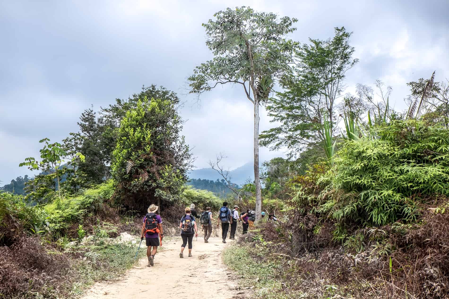 A small group trekking through mountain forest to Lost City Ciudad Perdida, Colombia.